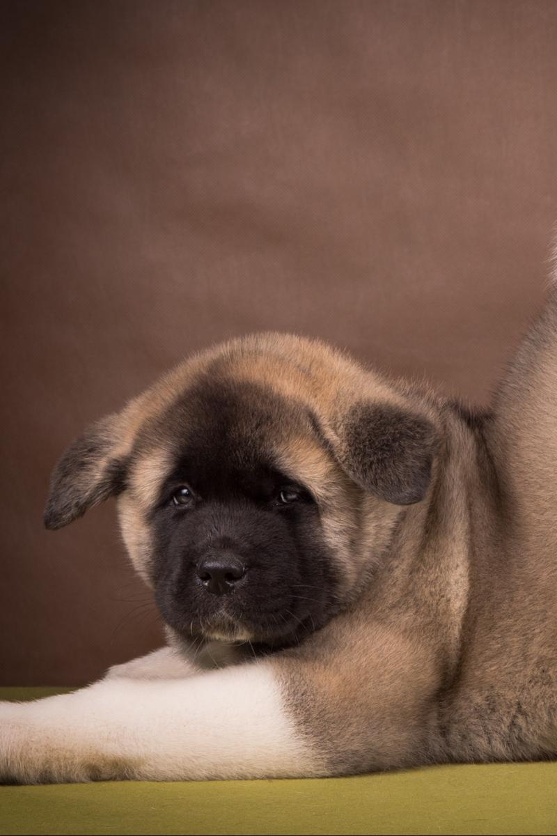 Download wallpaper 800x1200 american akita, puppy, funny