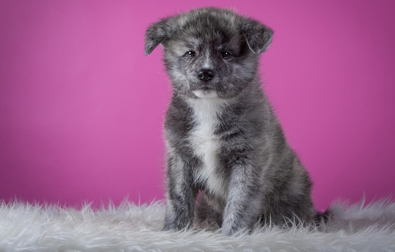 Wallpaper grey, background, pink, dog, puppy, fur, sitting