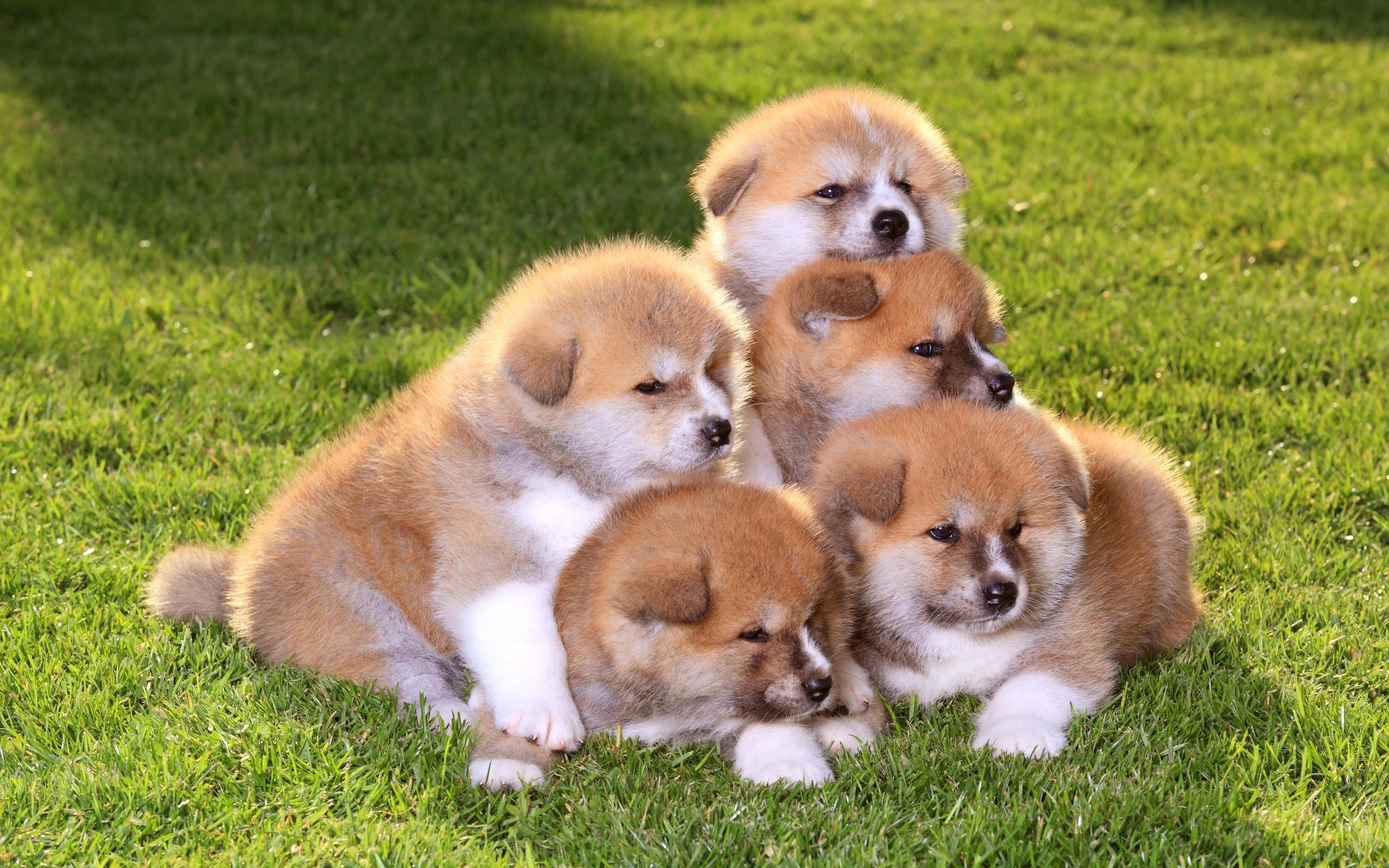 Download wallpaper akita puppies, 4k, cute animals, small