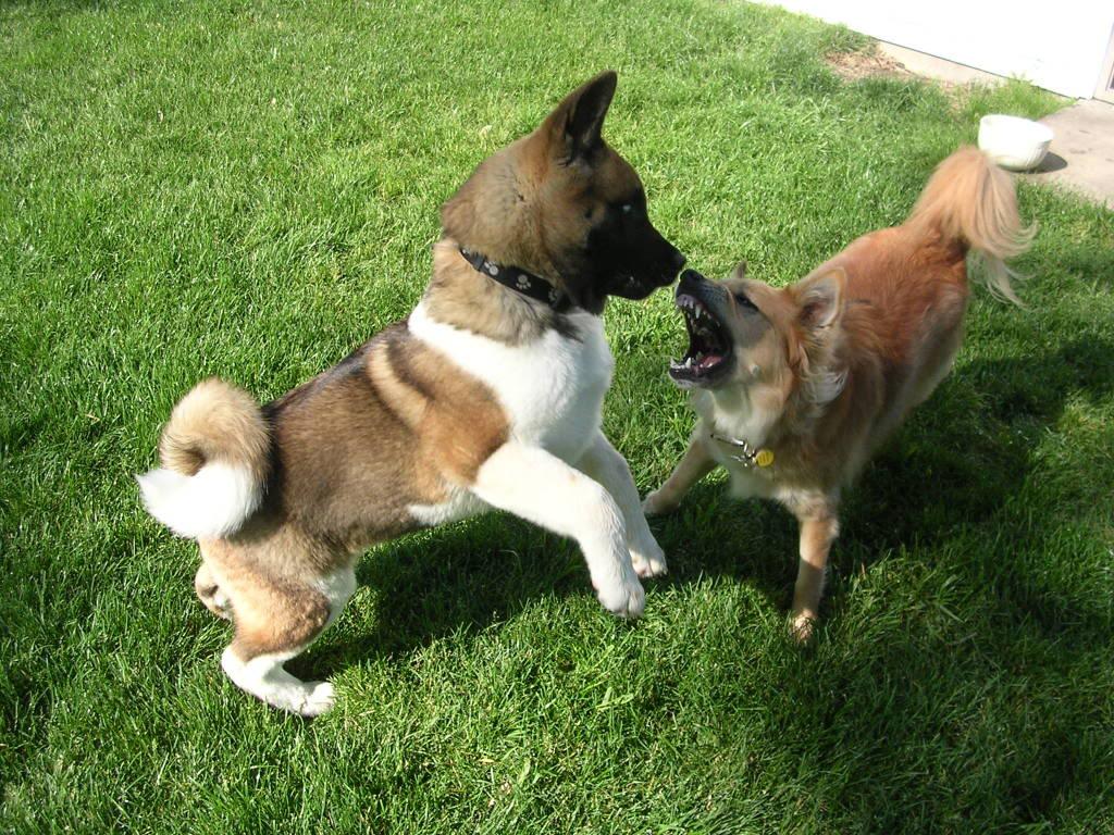 Two American Akita puppies on the grass photo and wallpaper