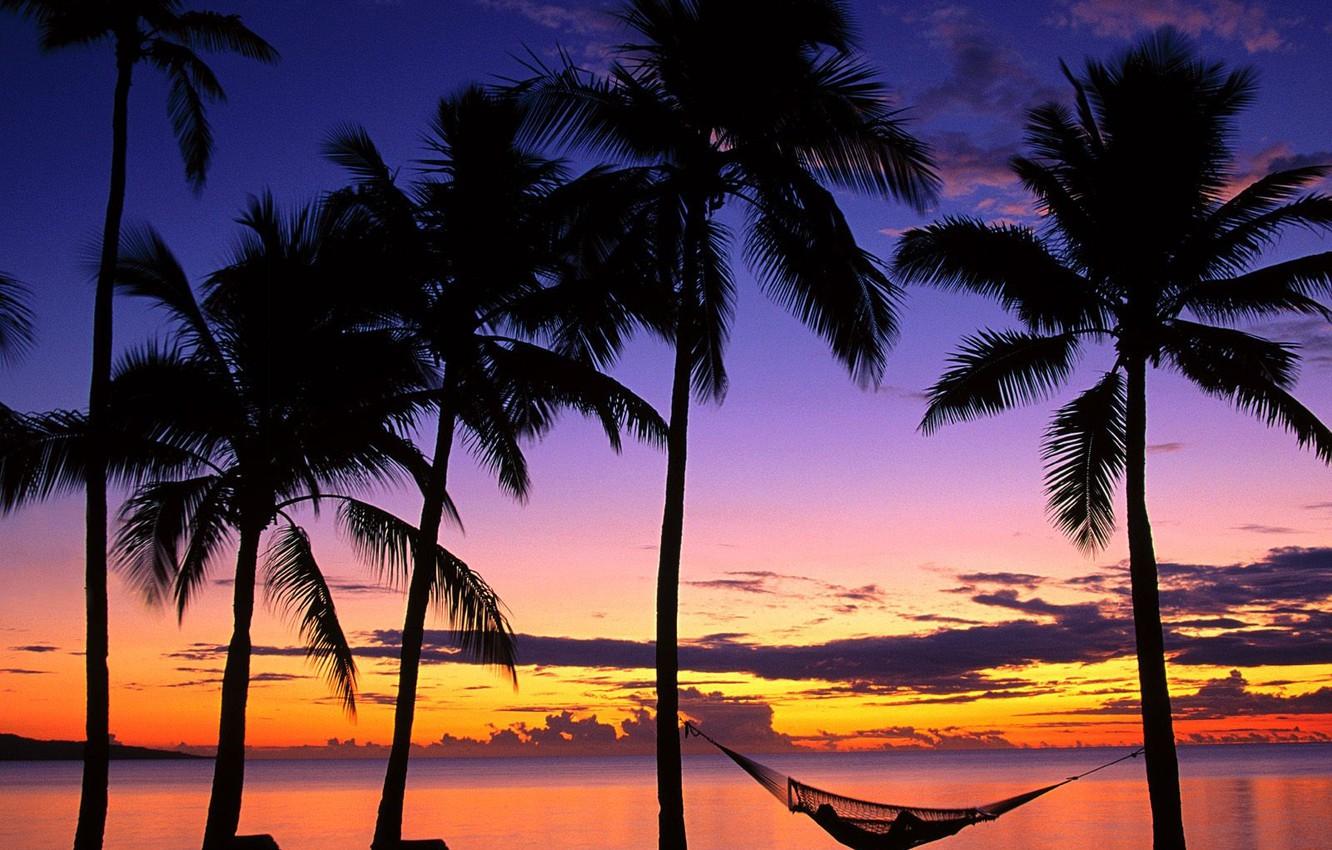 Wallpaper Sunset, Fiji, Palm trees, hammock image
