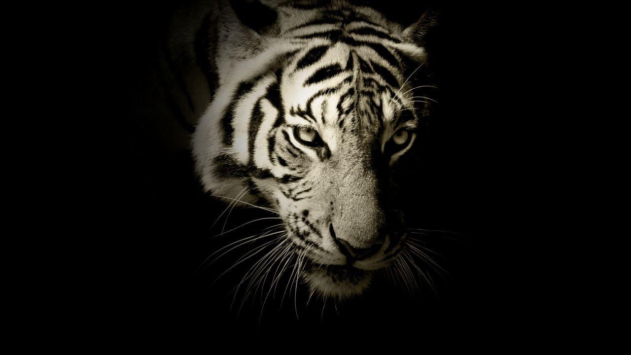 Wallpaper White tiger, Dark, HD, Animals