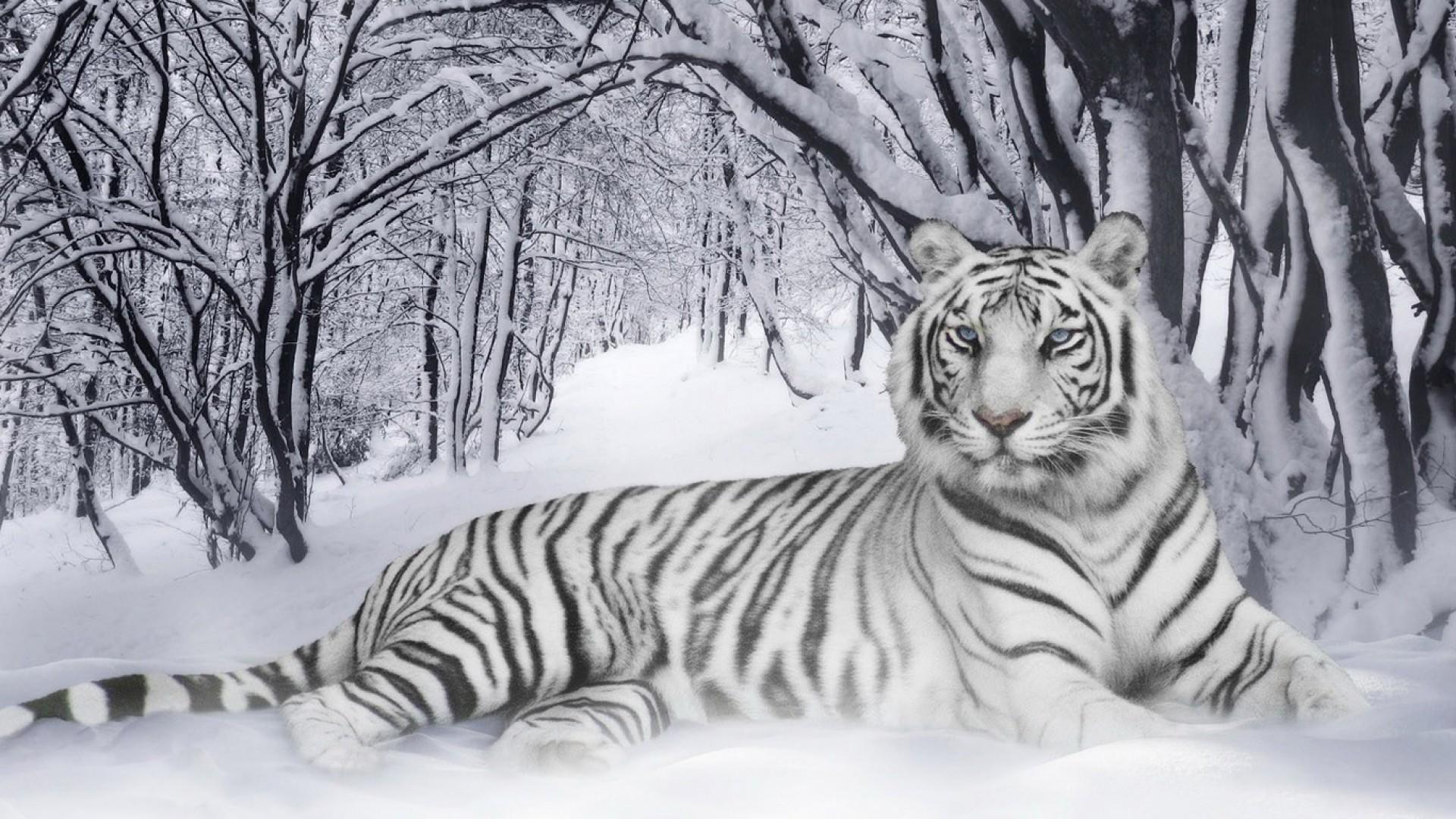 Siberian White Tiger 4k Wallpapers - Wallpaper Cave