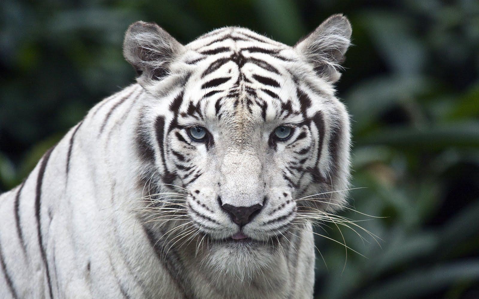 Japan: White Tiger HD Wallpaper for Desktop Free