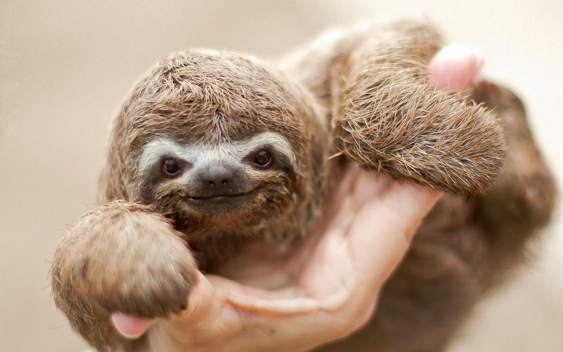 cute sloths wallpaper