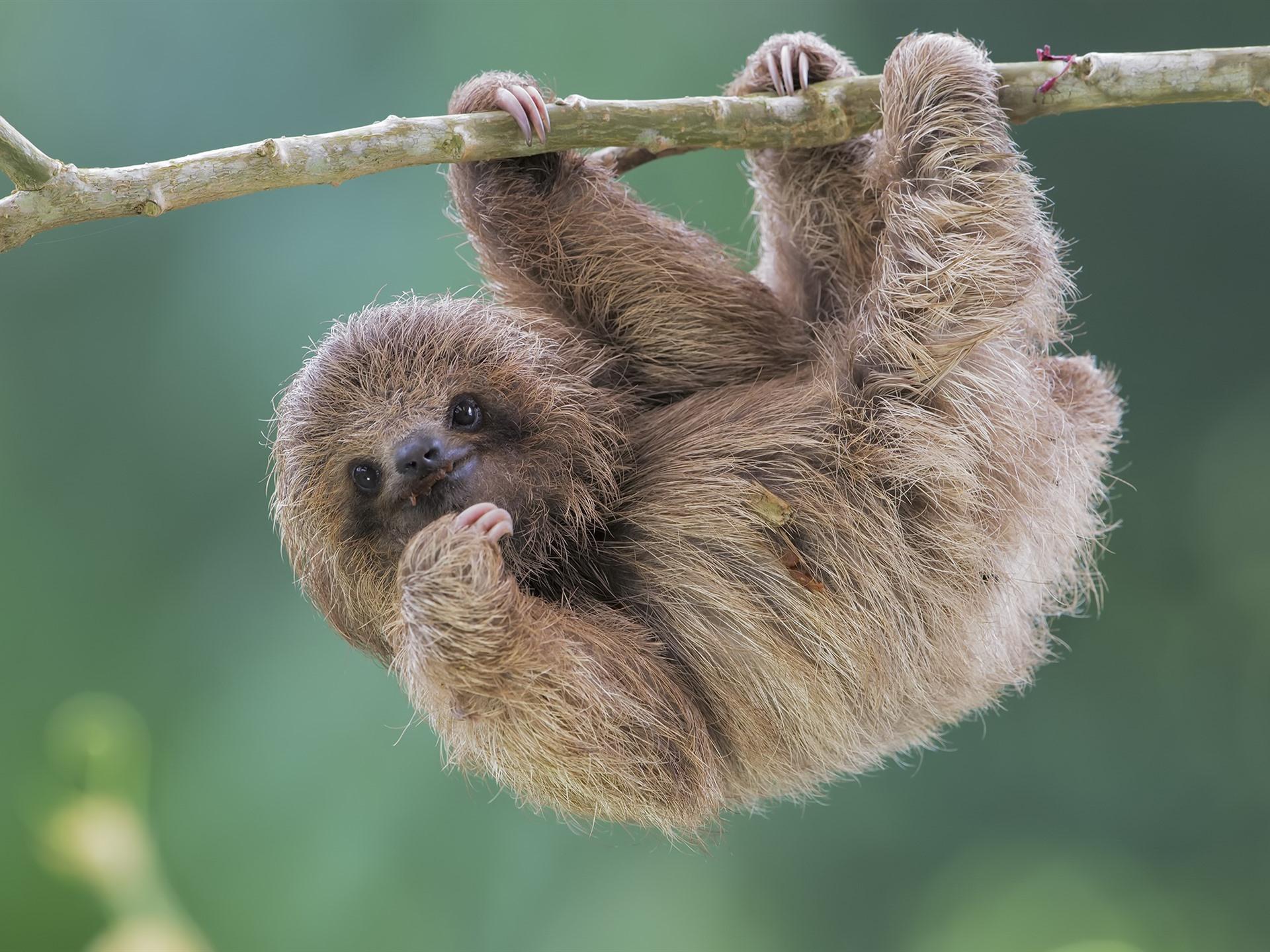 Wallpaper Cute animal, sloth 1920x1440 HD Picture, Image