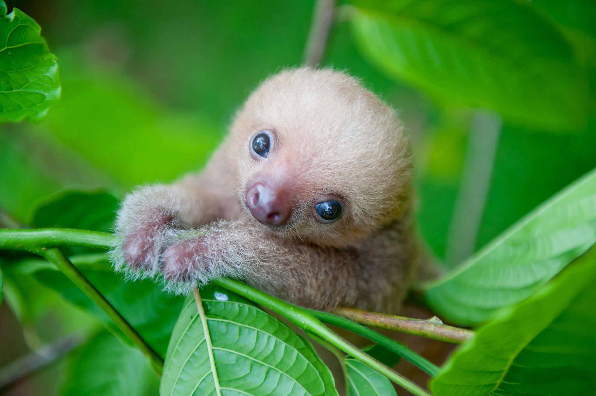 Cute Baby Sloth Baby Pict
