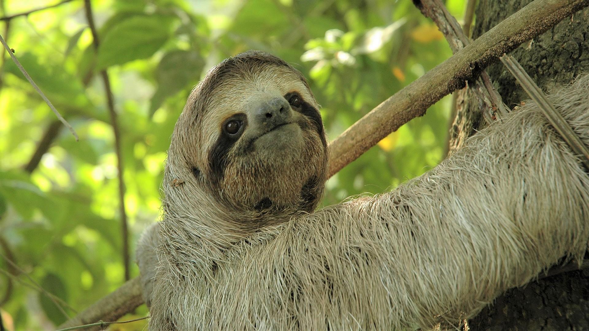 Cute Sloth HD Wallpaper