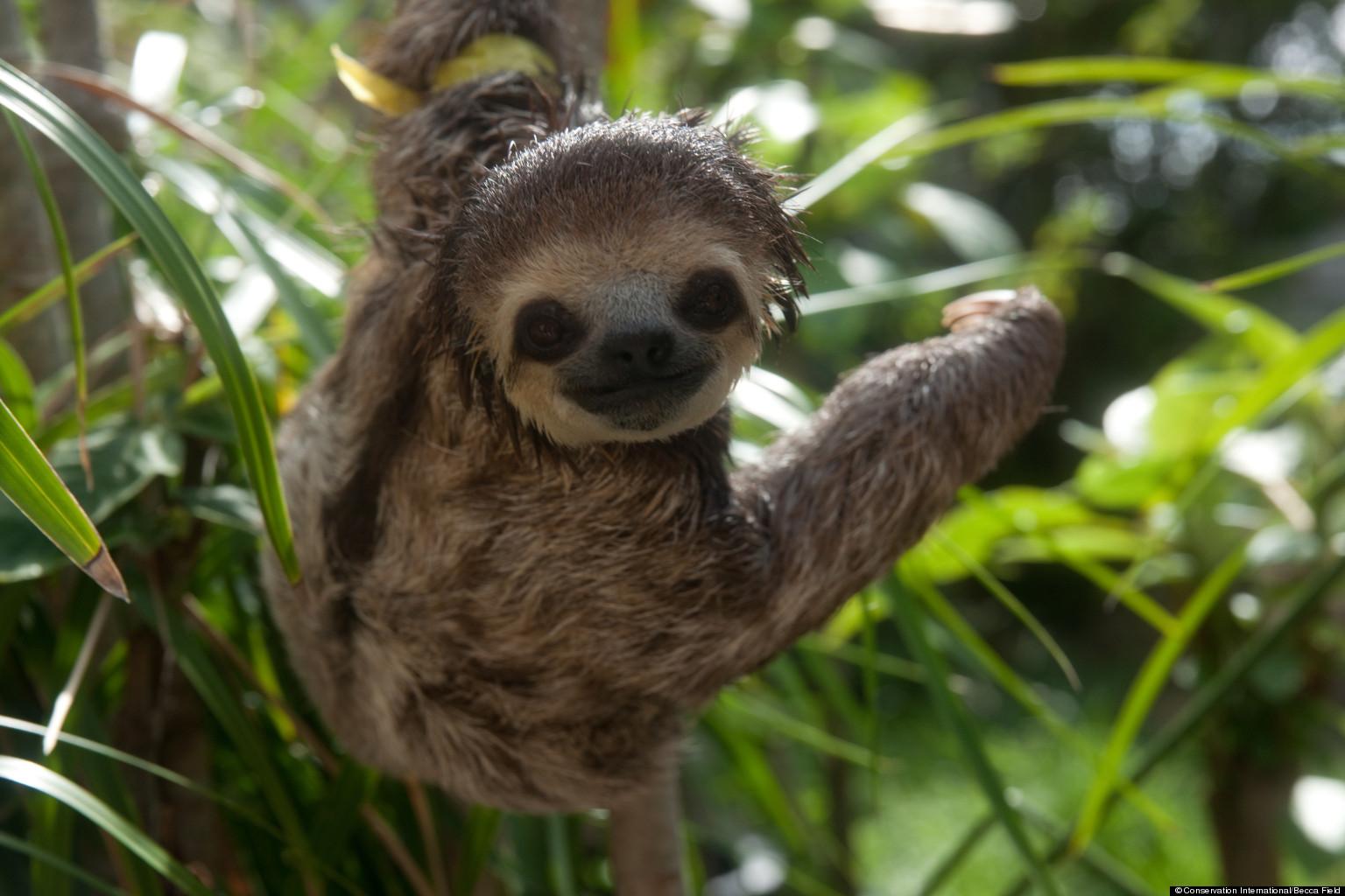 sloth animal hd wallpaper