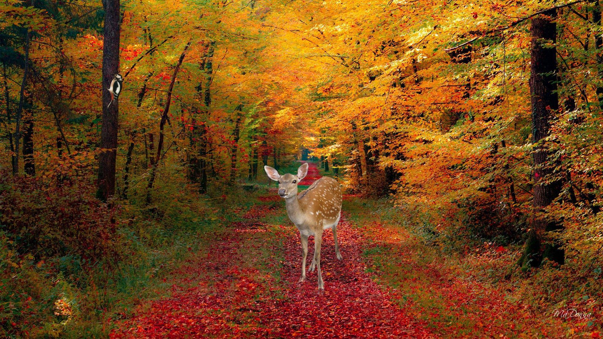 fall picture. Download Autumn Deer wallpaper 225590. Lost in the woods, Fall picture, Autumn leaves wallpaper