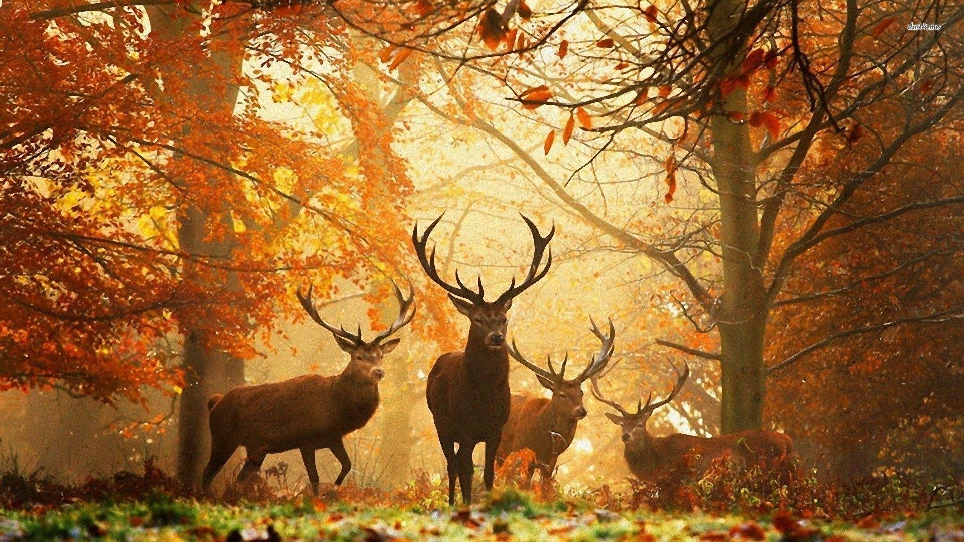 Deers in the autumn forest HD wallpaper. Animal wallpaper, Autumn forest, Fall wallpaper