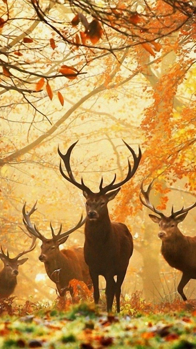 Best Beautiful deer wallpaper image. deer wallpaper, deer, animals