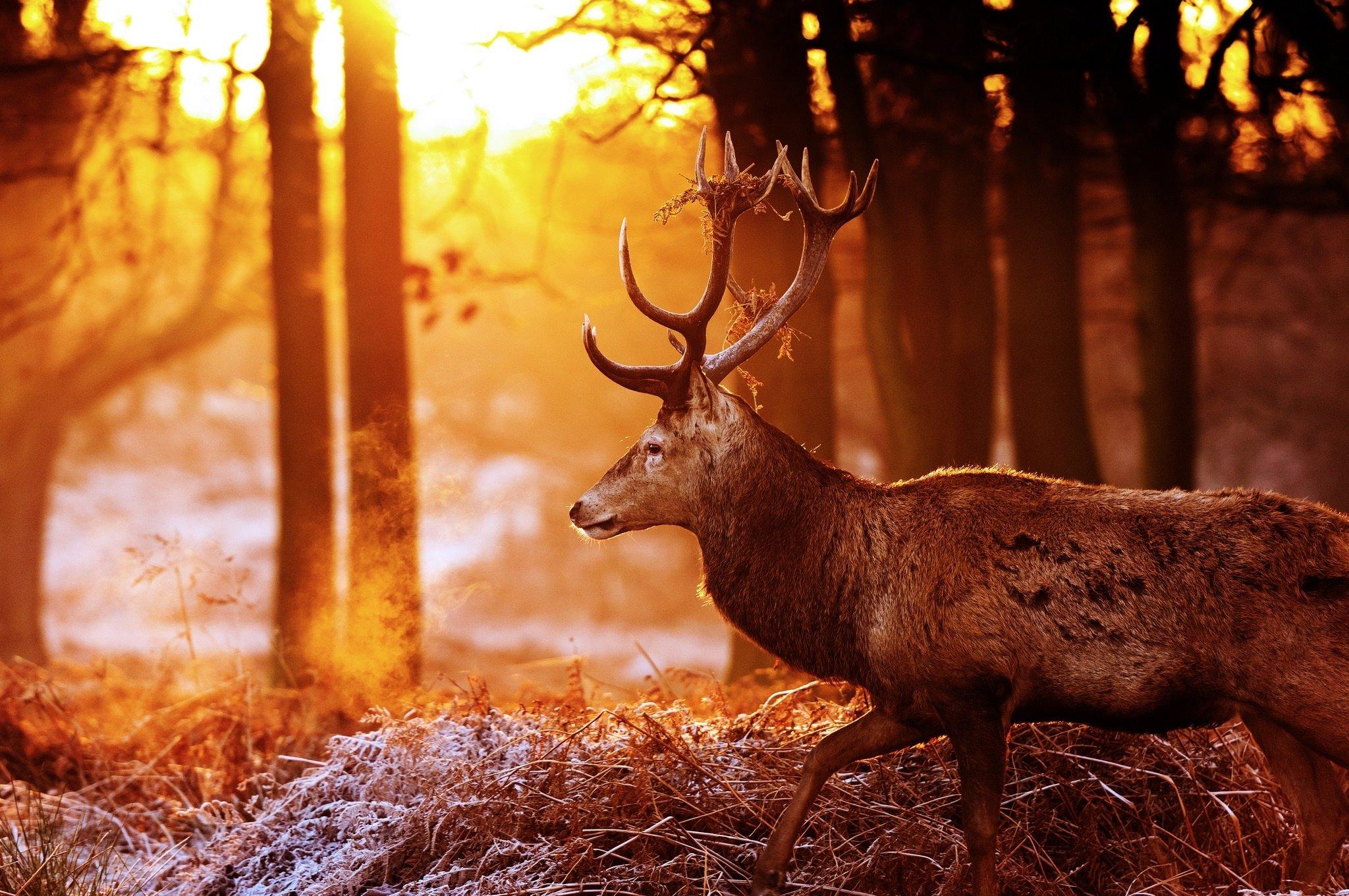 Deer antlers profile forest autumn sun light glare frost