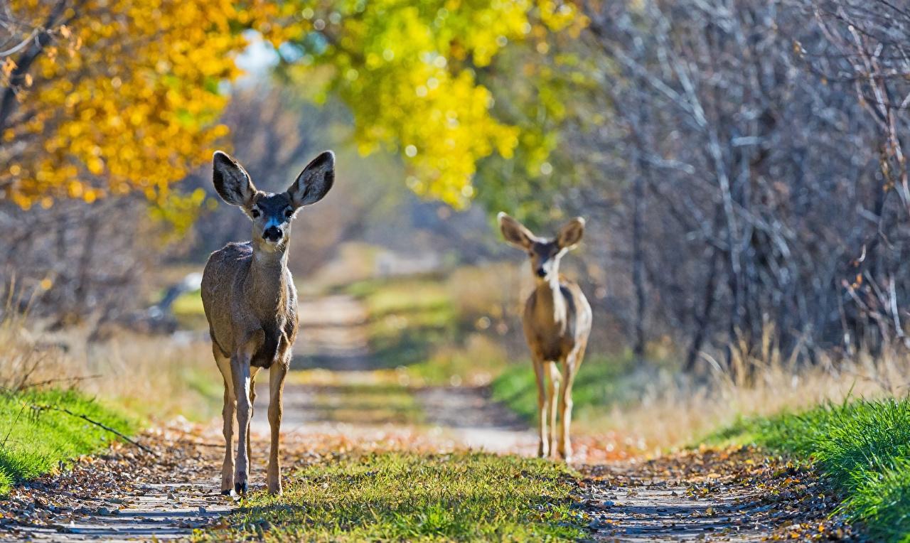 Desktop Wallpaper Deer Two Autumn animal
