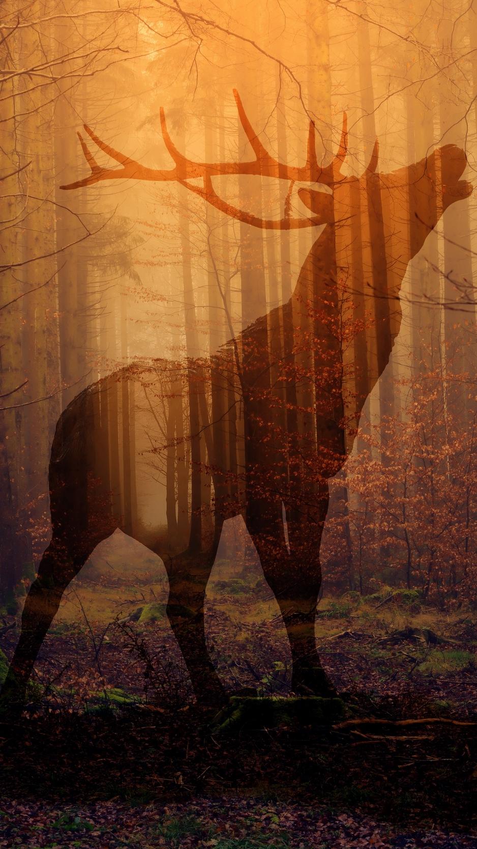 Download wallpaper 938x1668 deer, forest, fog, silhouette