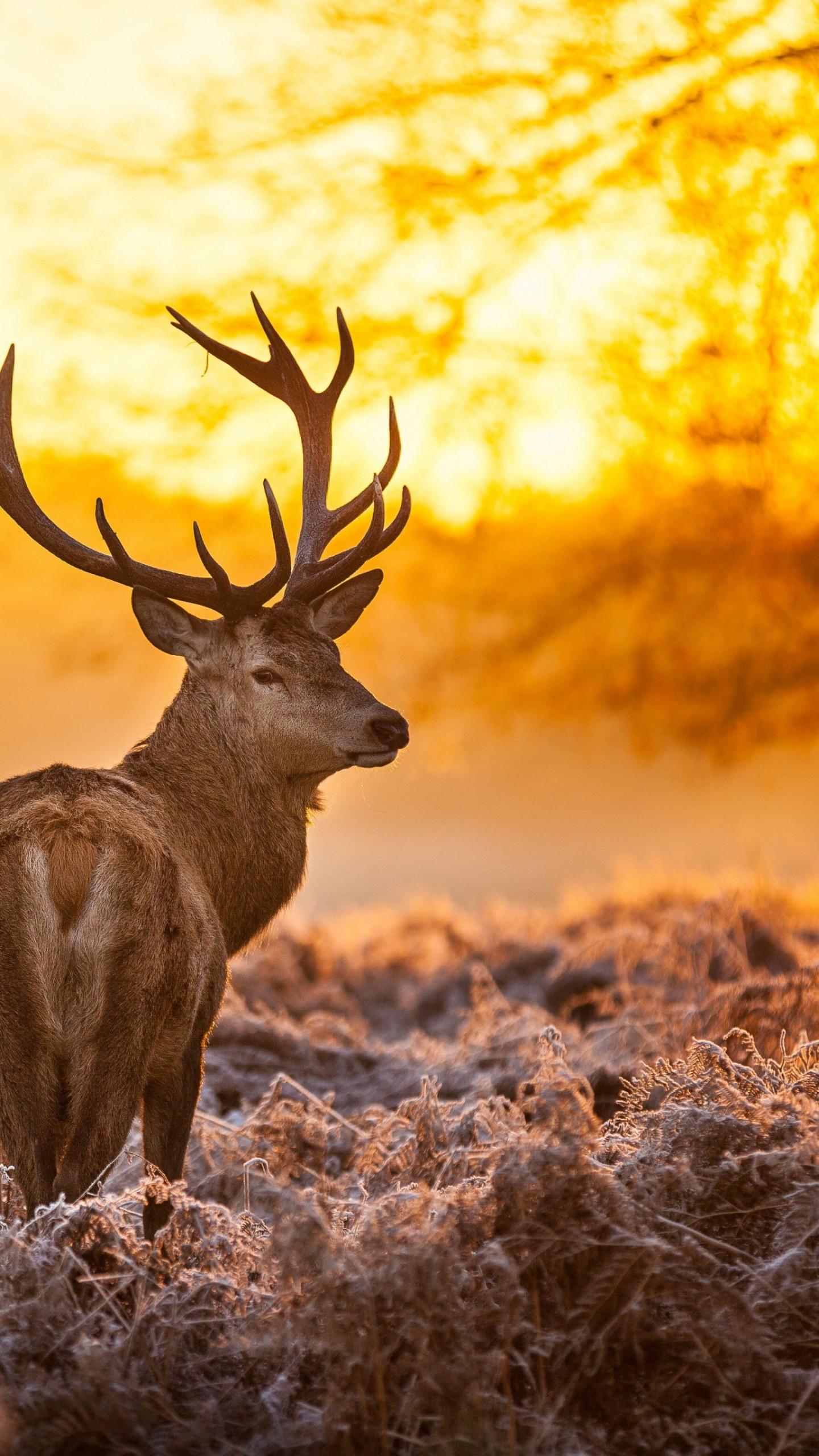 Wallpaper Deer, 4k, HD wallpaper, wild, sun, yellow, nature, winter, OS