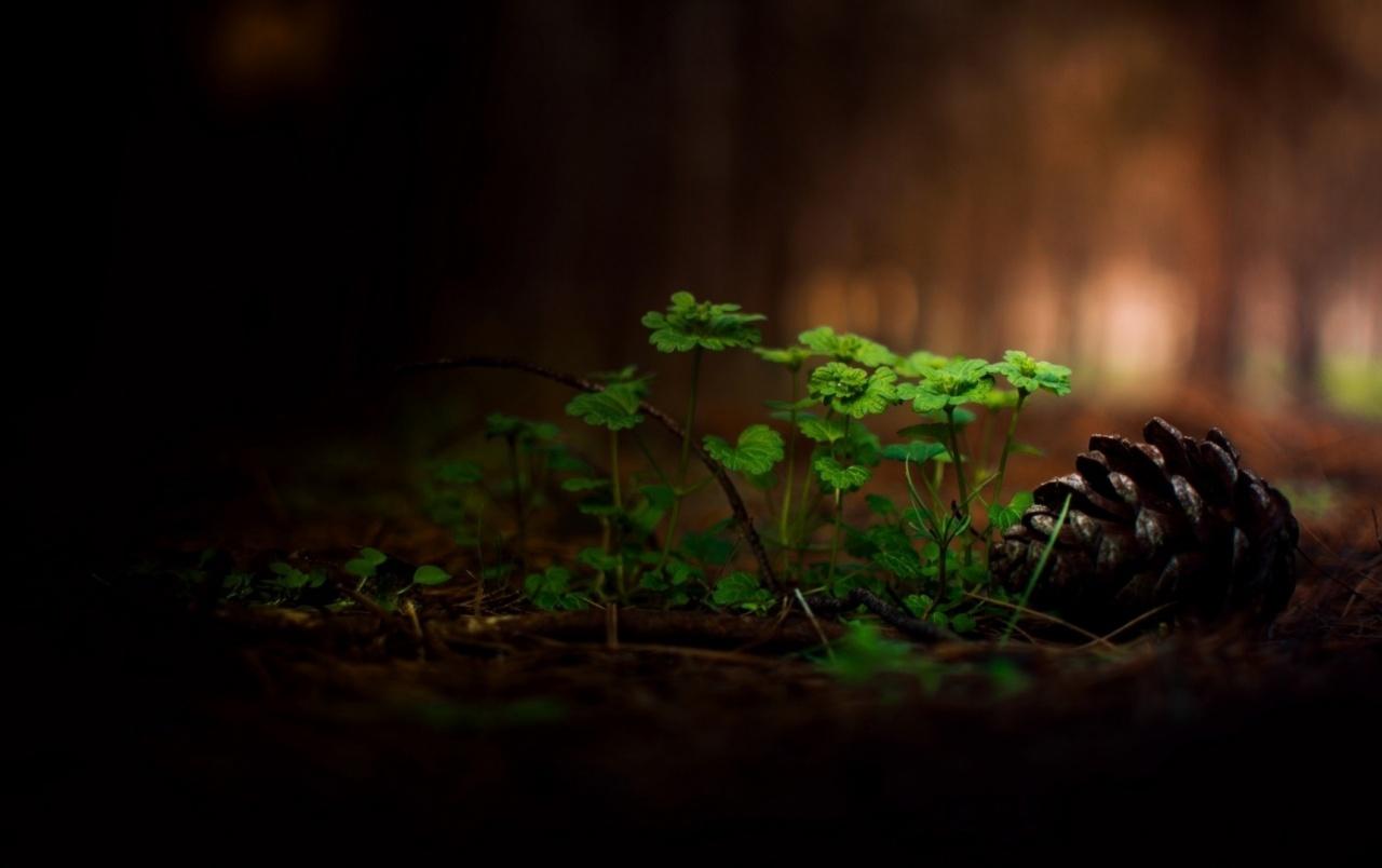 Forest Green Plants wallpaper. Forest Green Plants stock