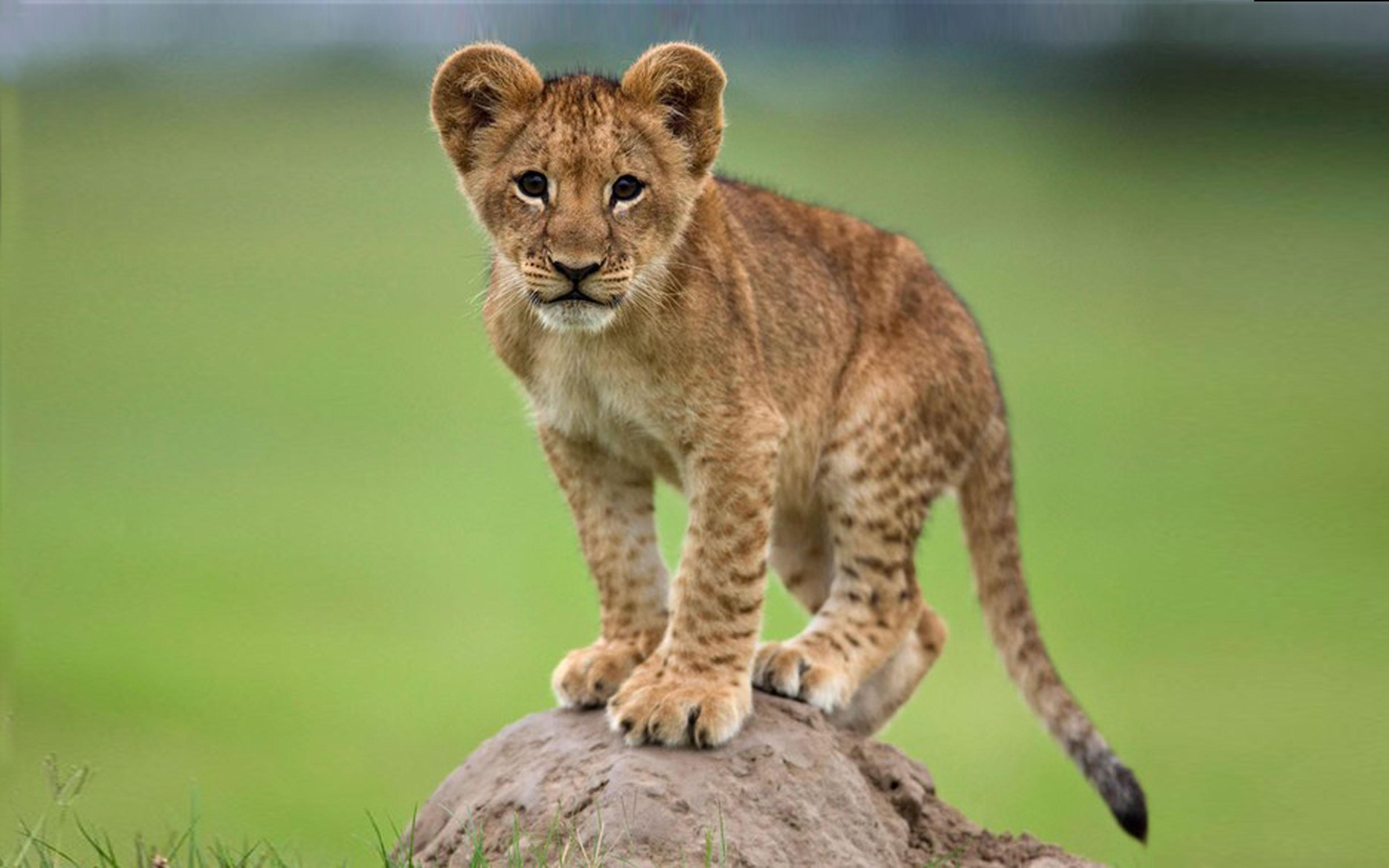 Cute Young African Lion On A Rock Desktop Wallpaper, Wallpaper13.com