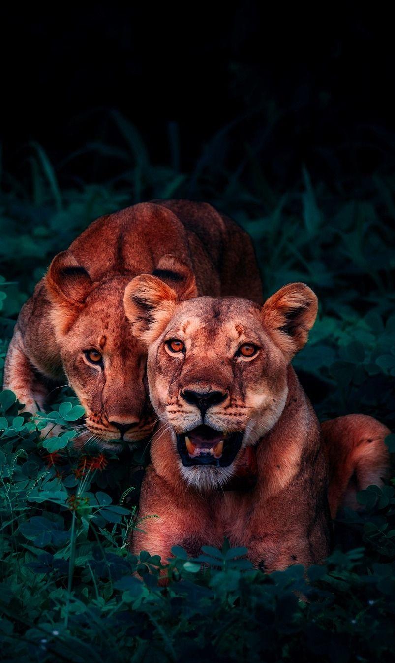 About Wild Animals: An amazing photo of two young lions. Animal wallpaper, Animals, Animals wild