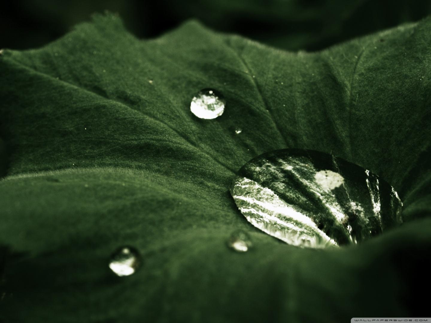 Water Drop Leaf Wallpaper