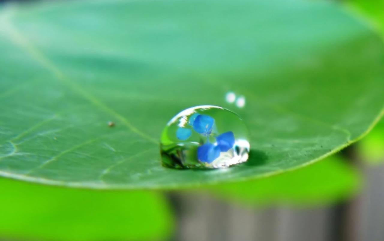Water drop on leaf wallpaper. Water drop on leaf
