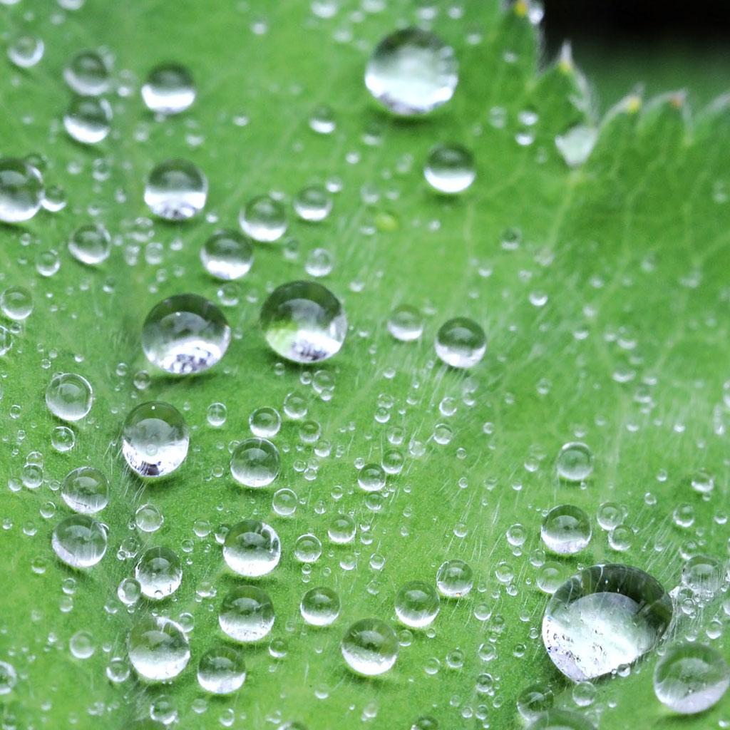 Water drops on a leaf iPad Wallpaper