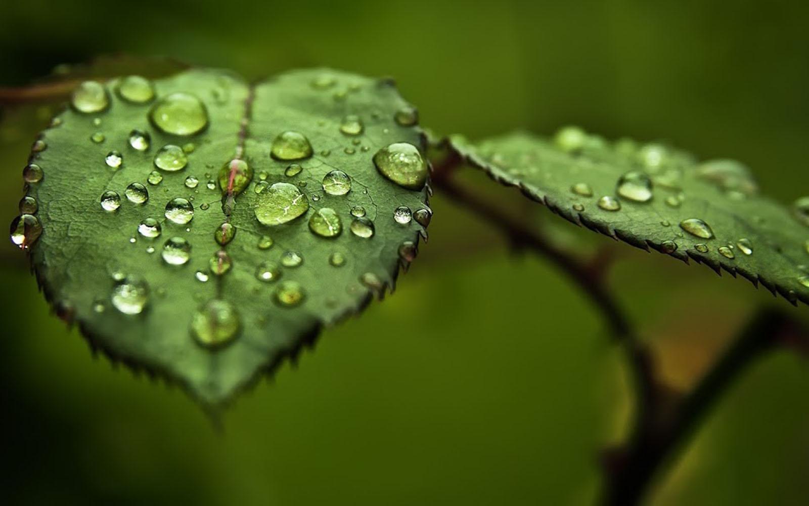 Art And Home Wallpaper HD: Water Drops on Leaf Wallpaper
