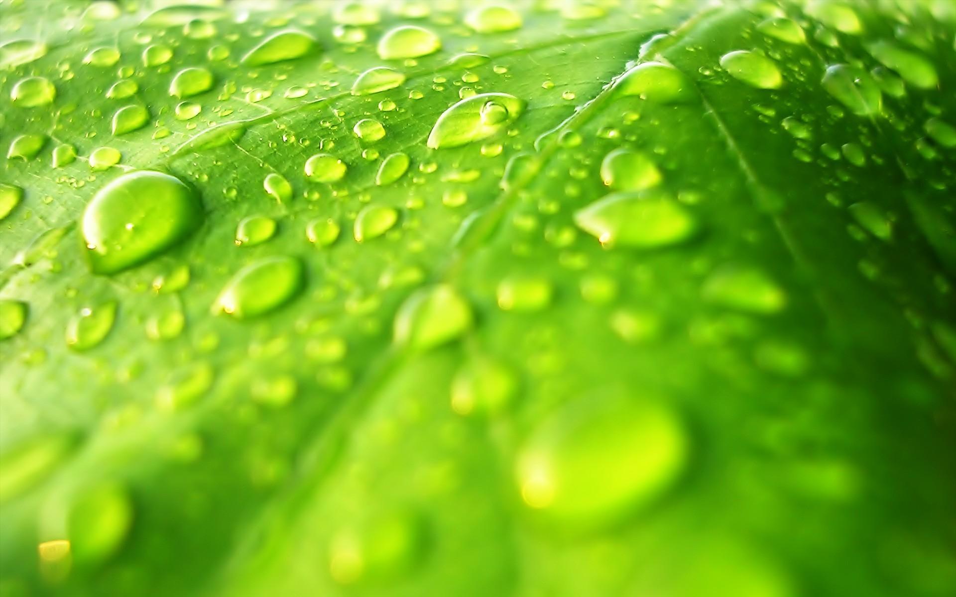 Download 1920x1200 Water drops on leaf wallpaper