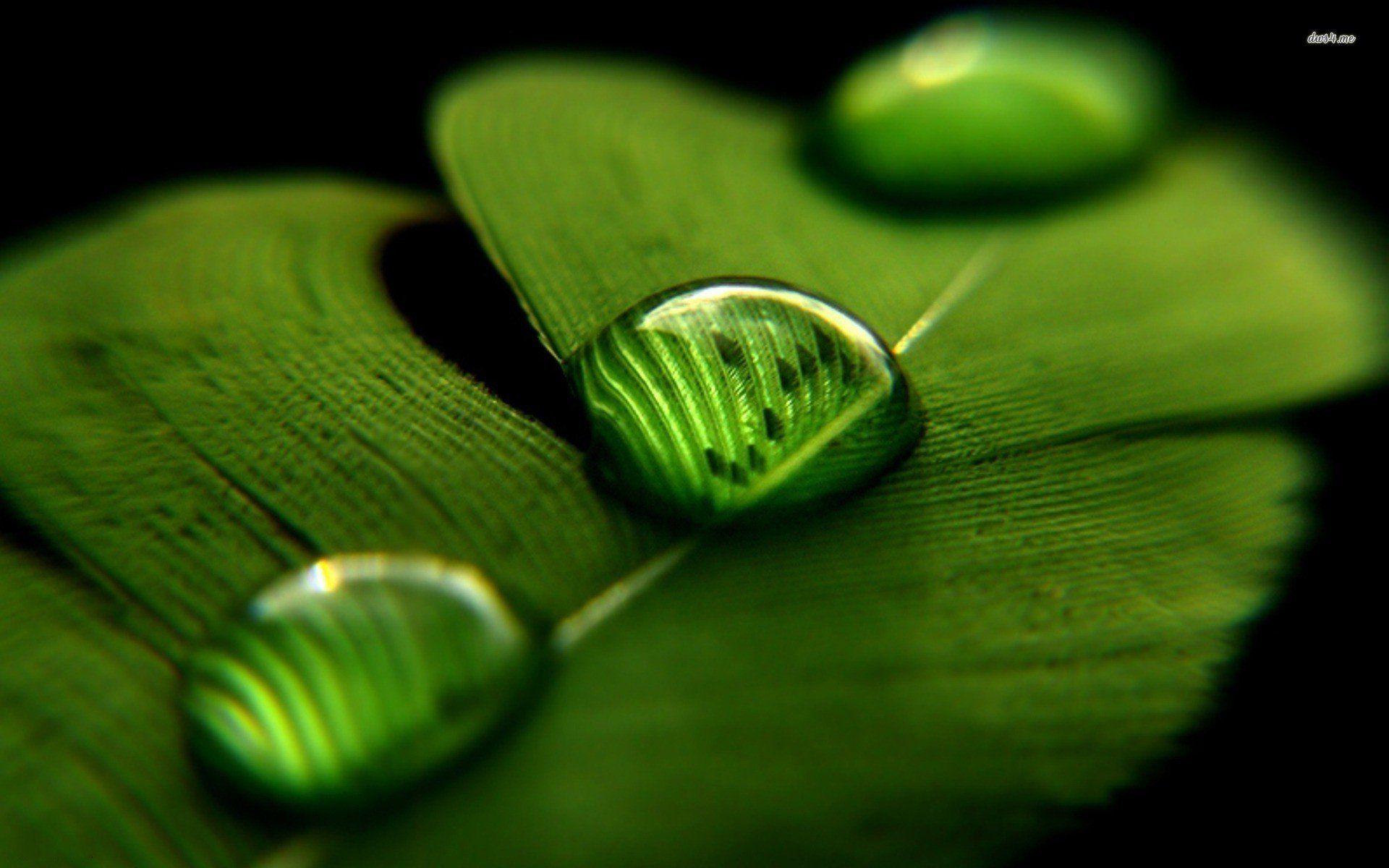 Cute Water Drops Leaf Wallpaper. Green nature wallpaper