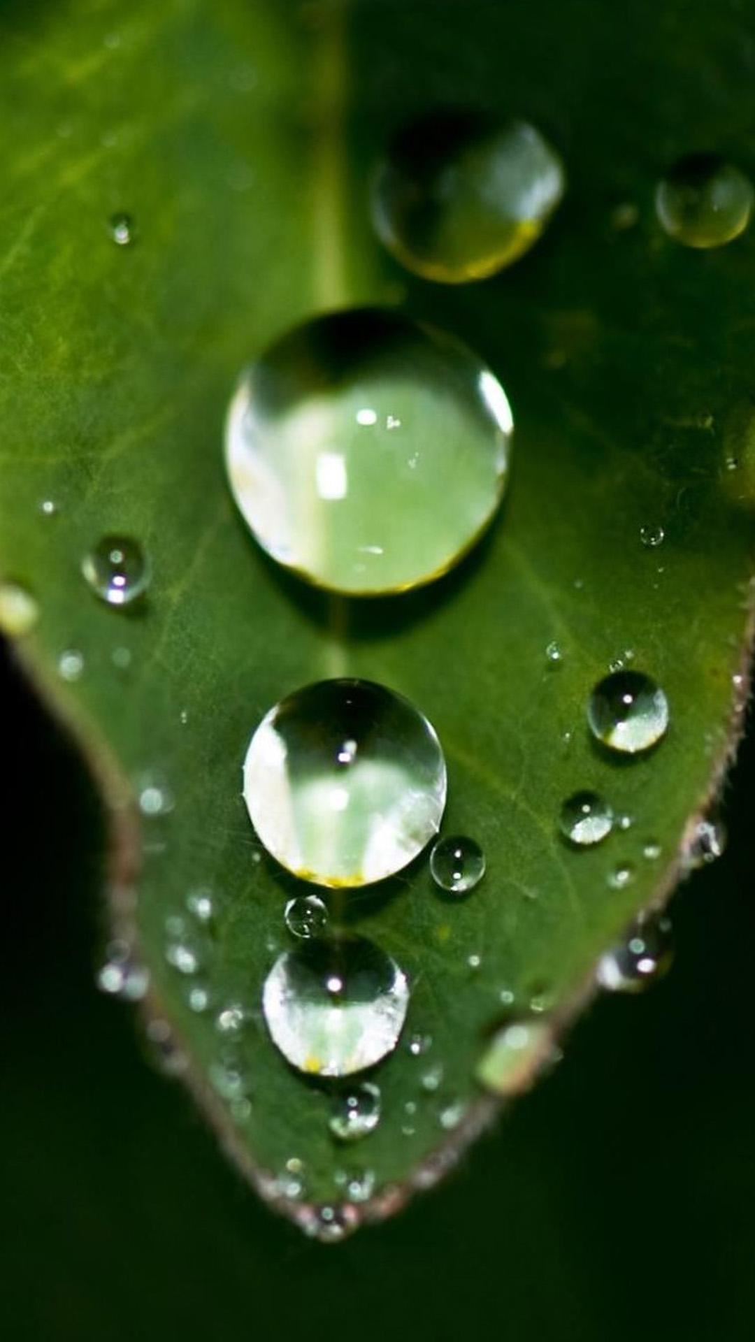 Falling Water Drop On Leaf iPhone 8 Wallpaper Free Download