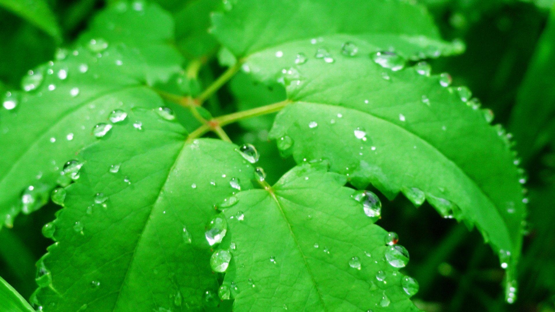 Free download Green Leaf Water Drops [1920x1080]