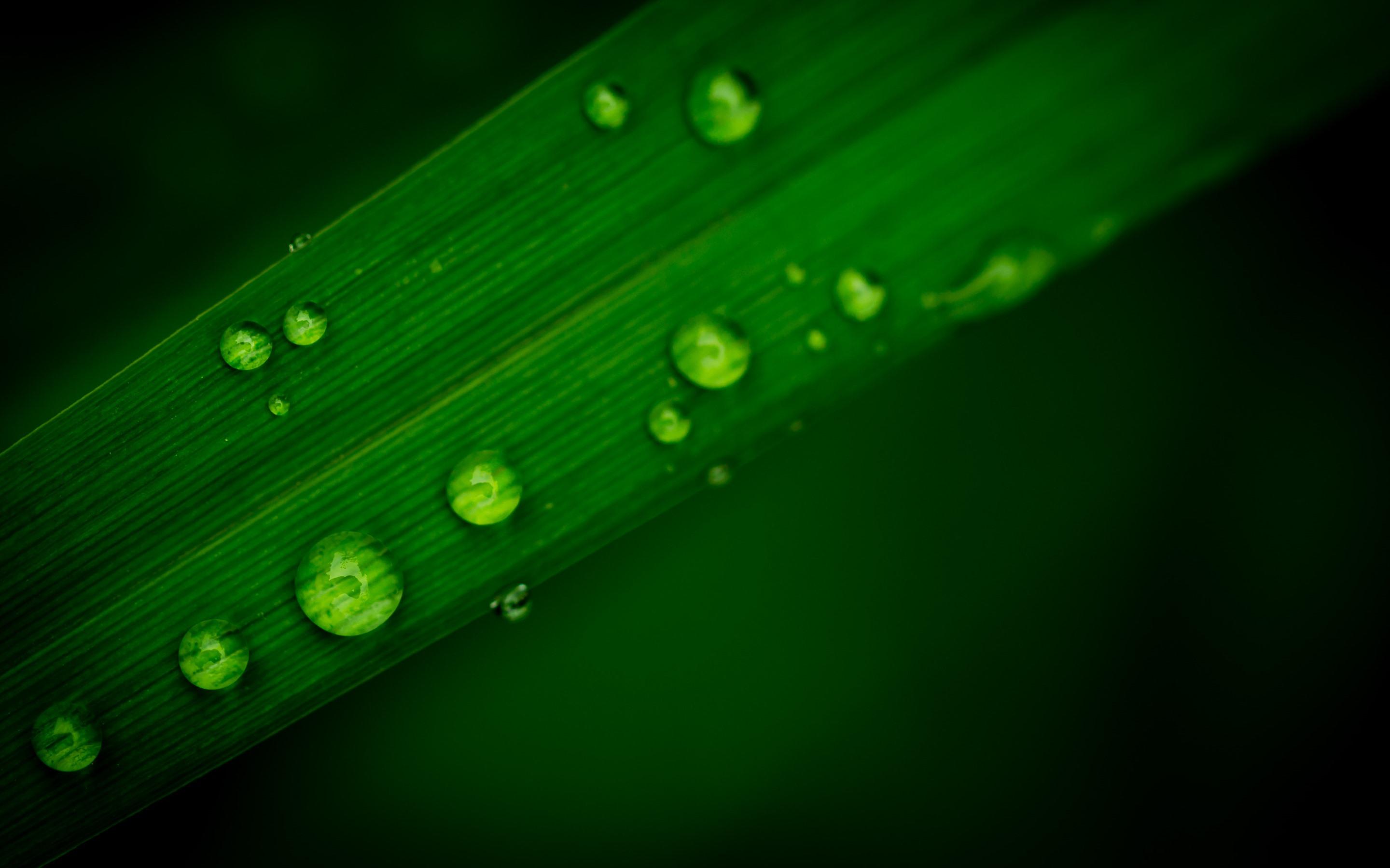 Wallpaper Green leaf, after rain, water droplets 2880x1800