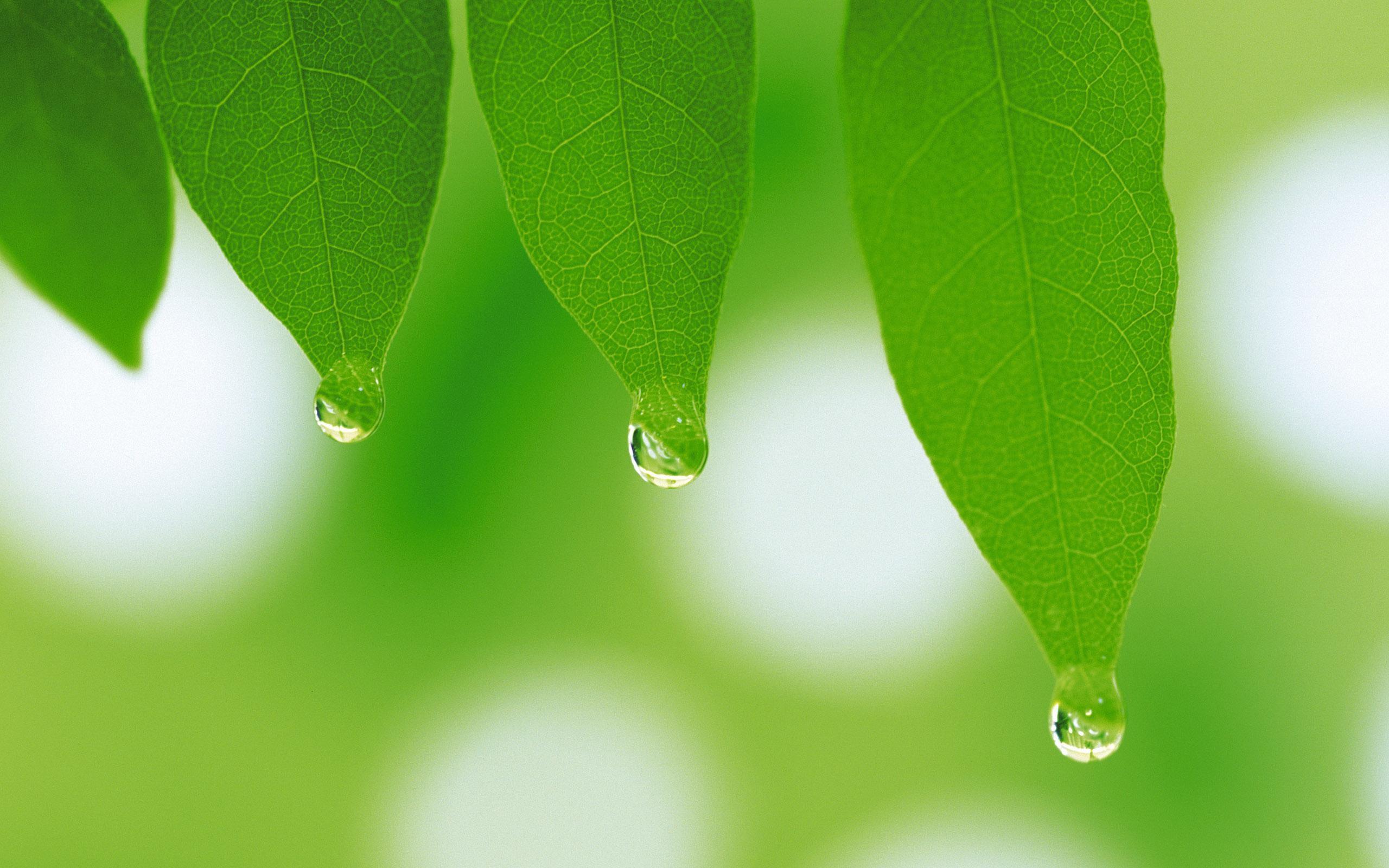 Beautiful Water Drops from Green Leaf
