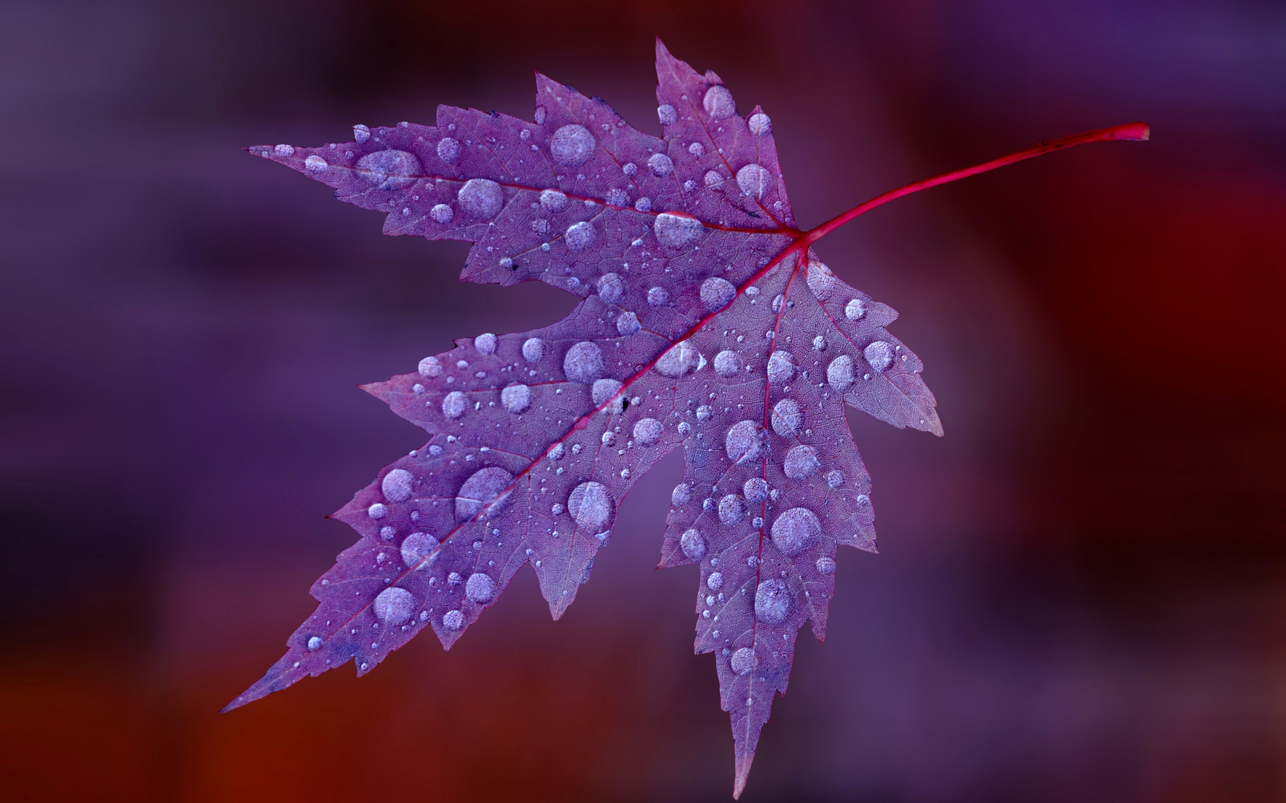 Water Drops on Purple Leaf HD Wallpaper