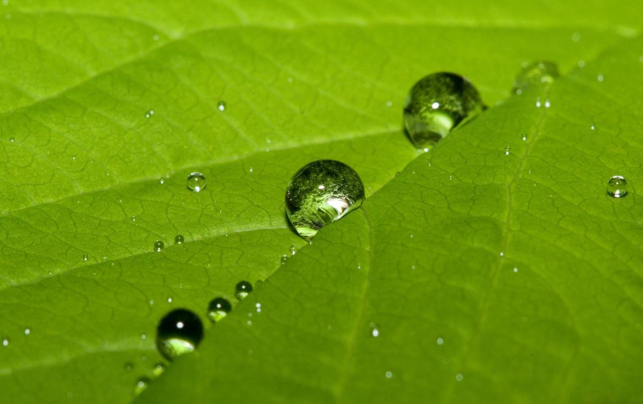 Water drops on leaf wallpaper. Water drops on leaf stock
