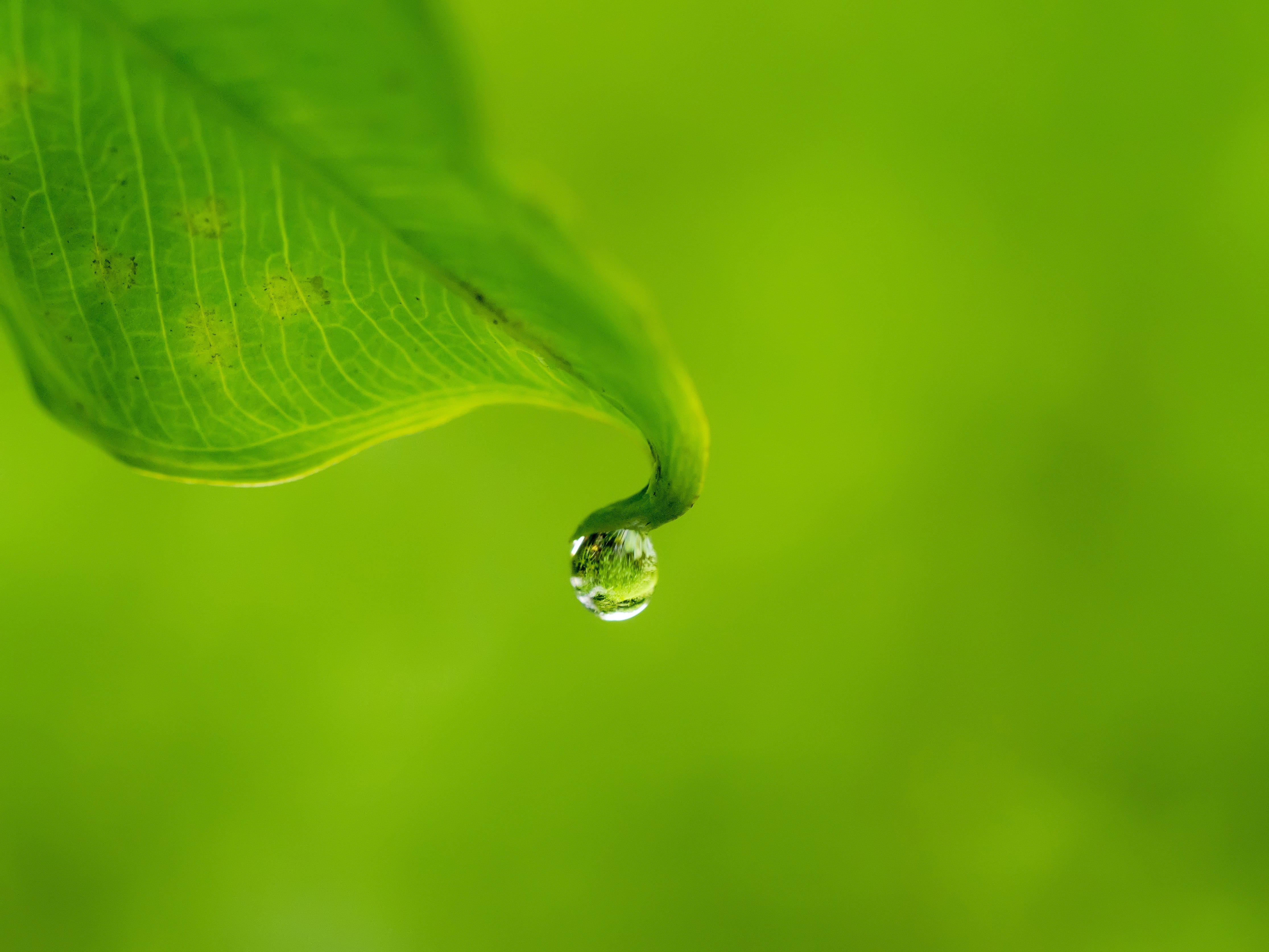 Green leaf, water drops, leaves HD wallpaper