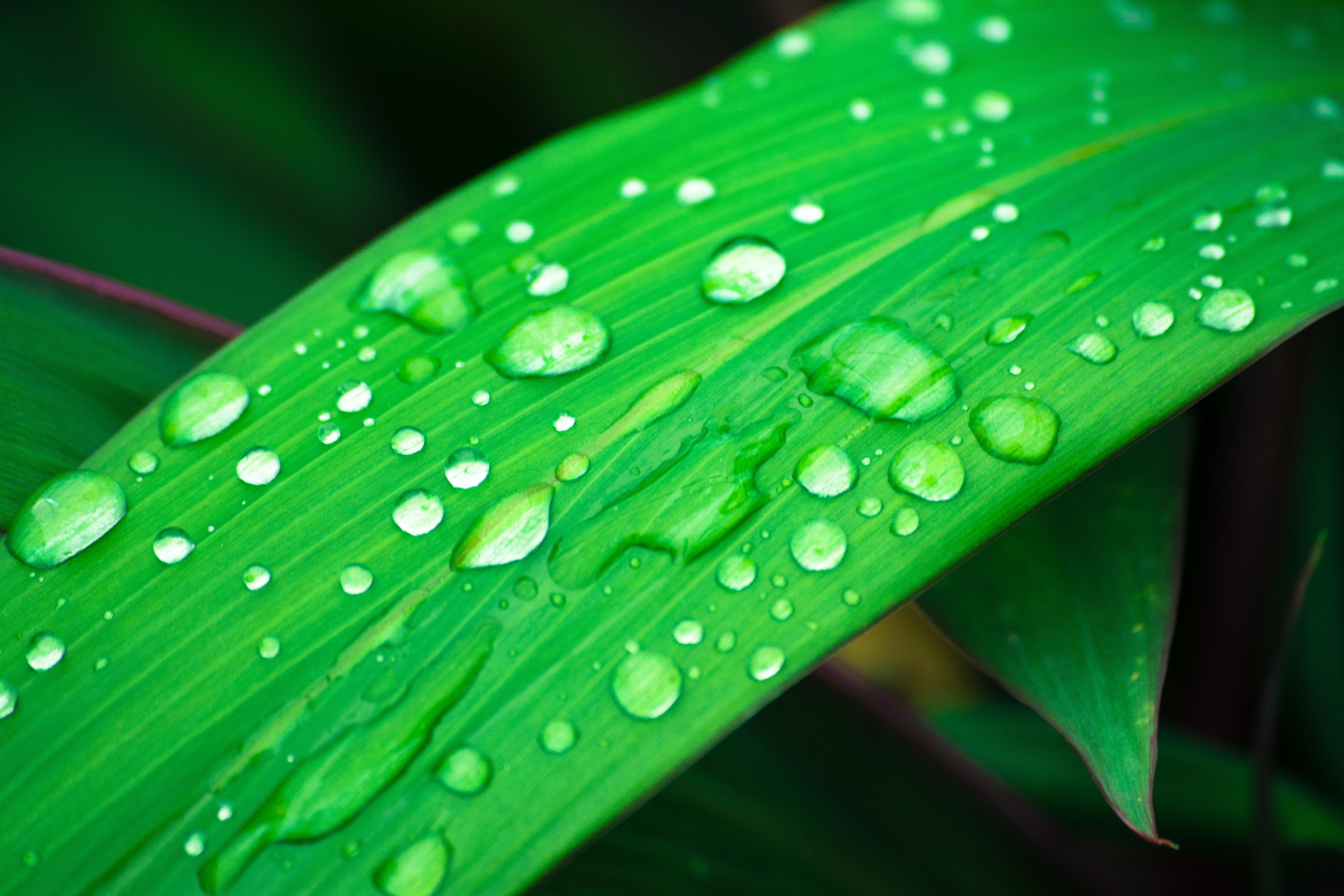 closeup, Water Drops, Nature, Macro, Plants, Leaves, Green