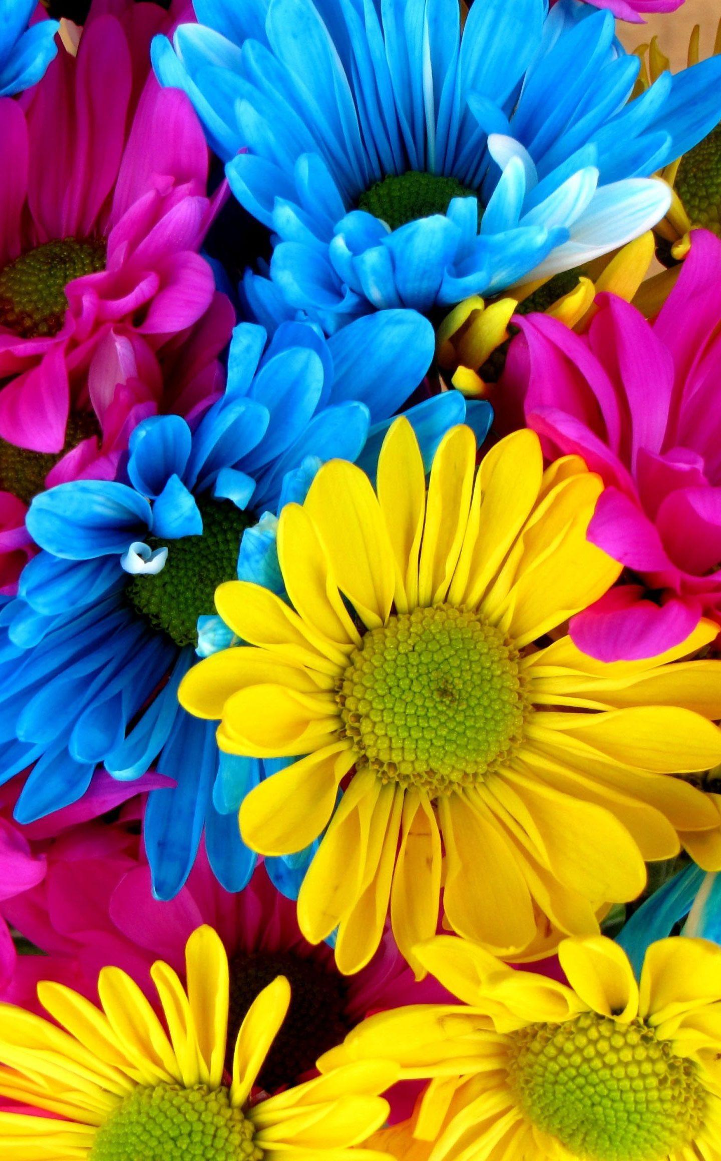 Flowers Colorful Blue Yellow Pink 4K Wallpaper