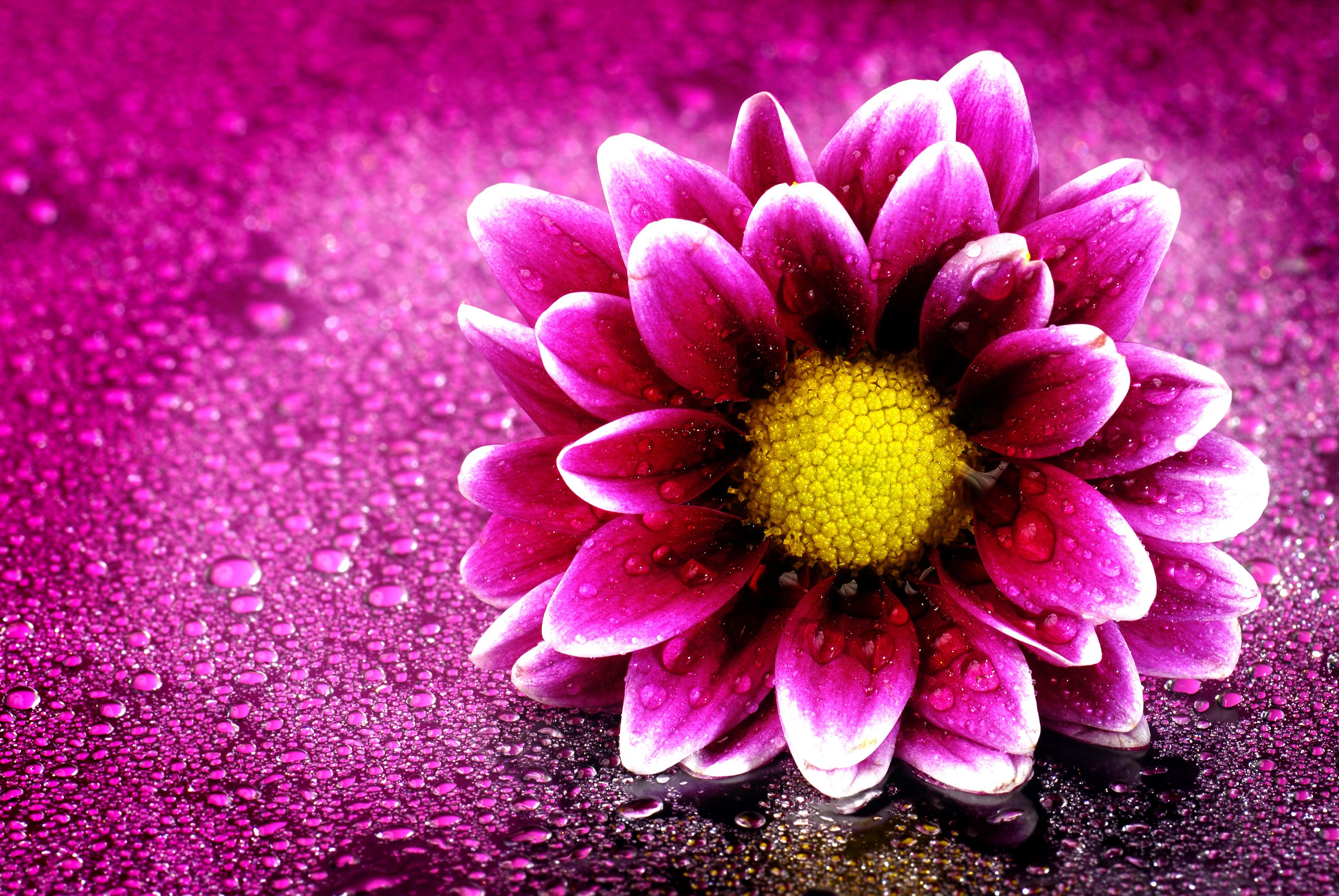 3D Ultra HD Flower Wallpaper Free 3D Ultra HD Flower Background