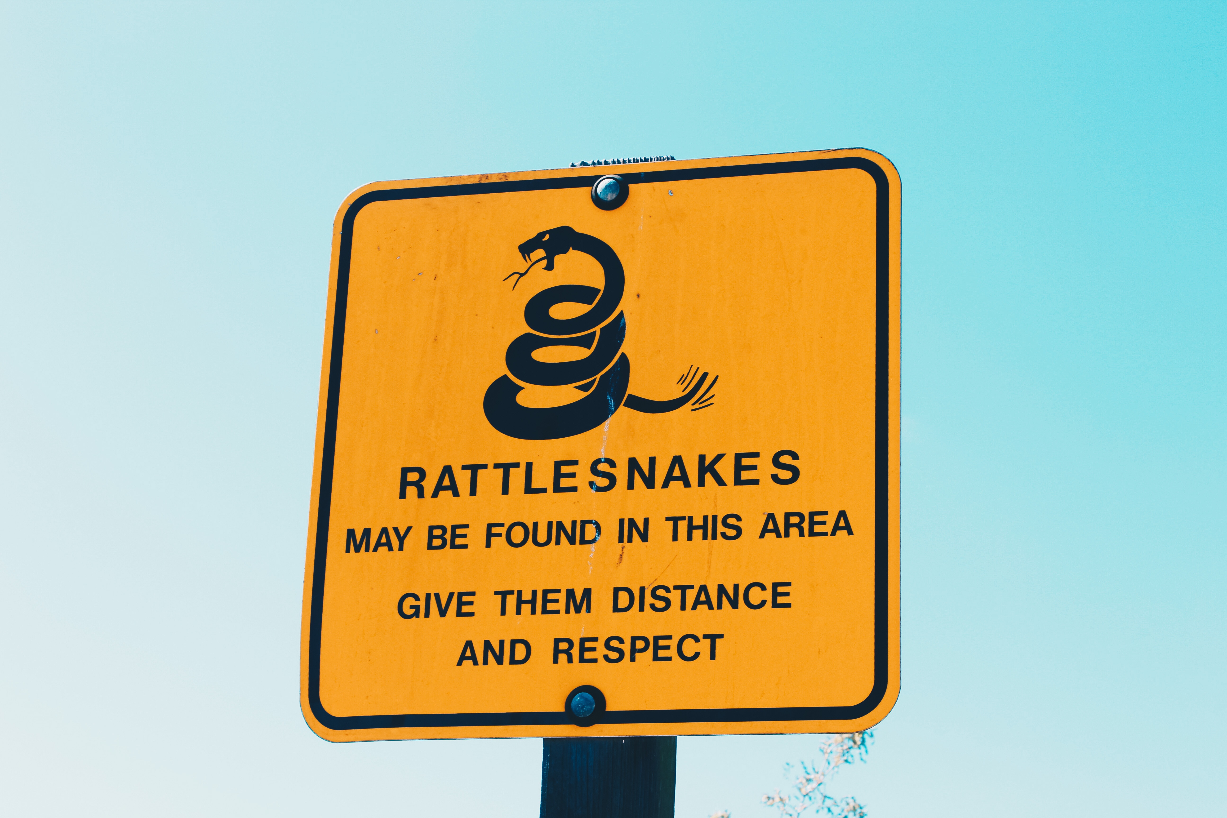 5184x3456 #sign, #californium, #yellow, #snake