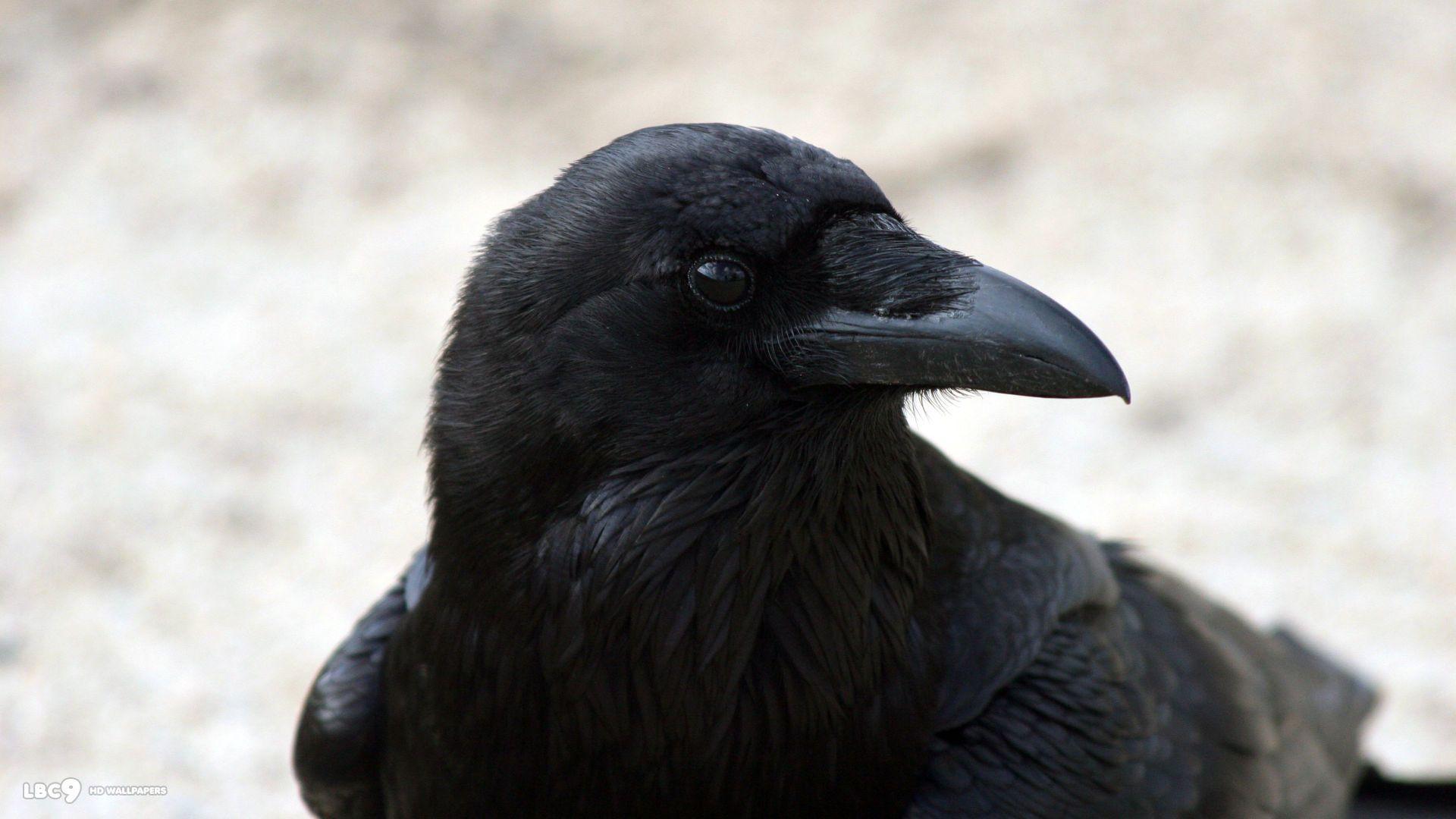 raven wallpaper / birds HD background 1024×768 Raven