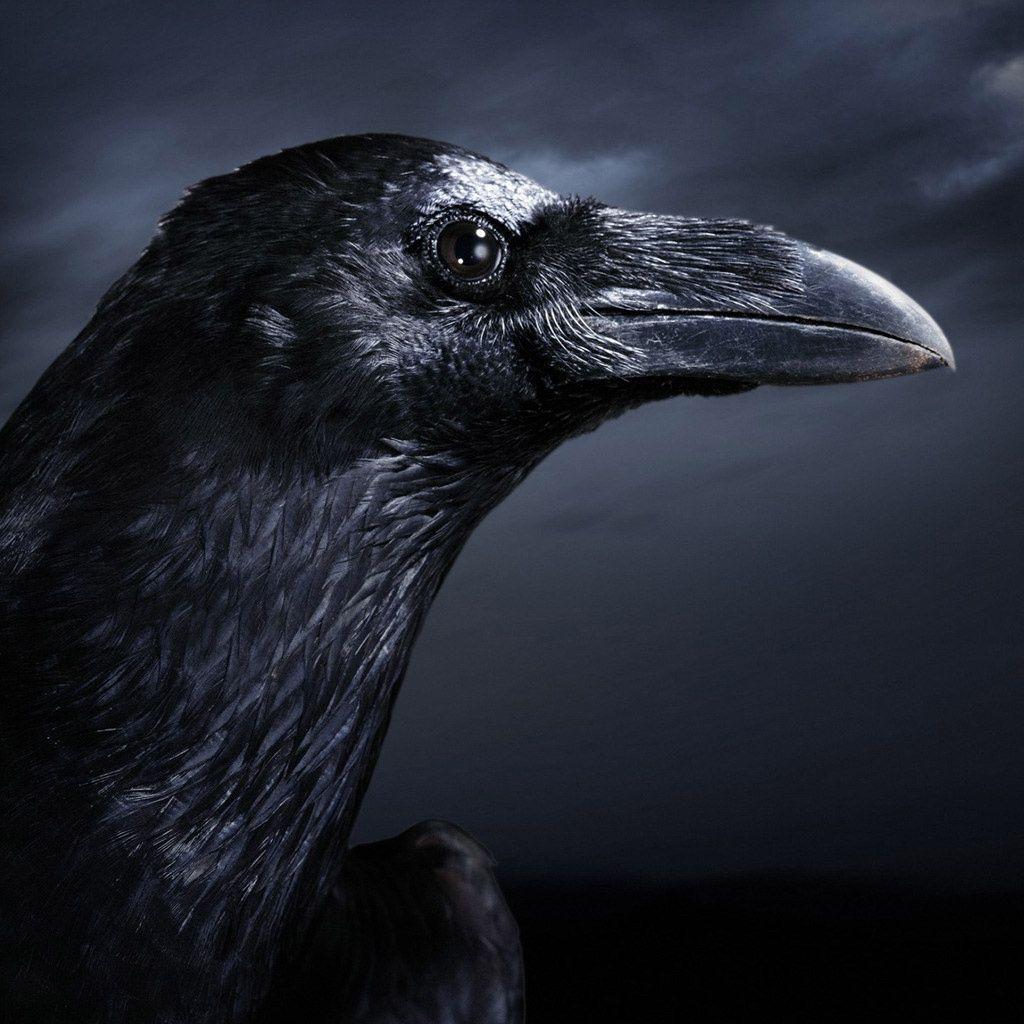 Black Crow Wallpaper. Crow, Raven, Bird