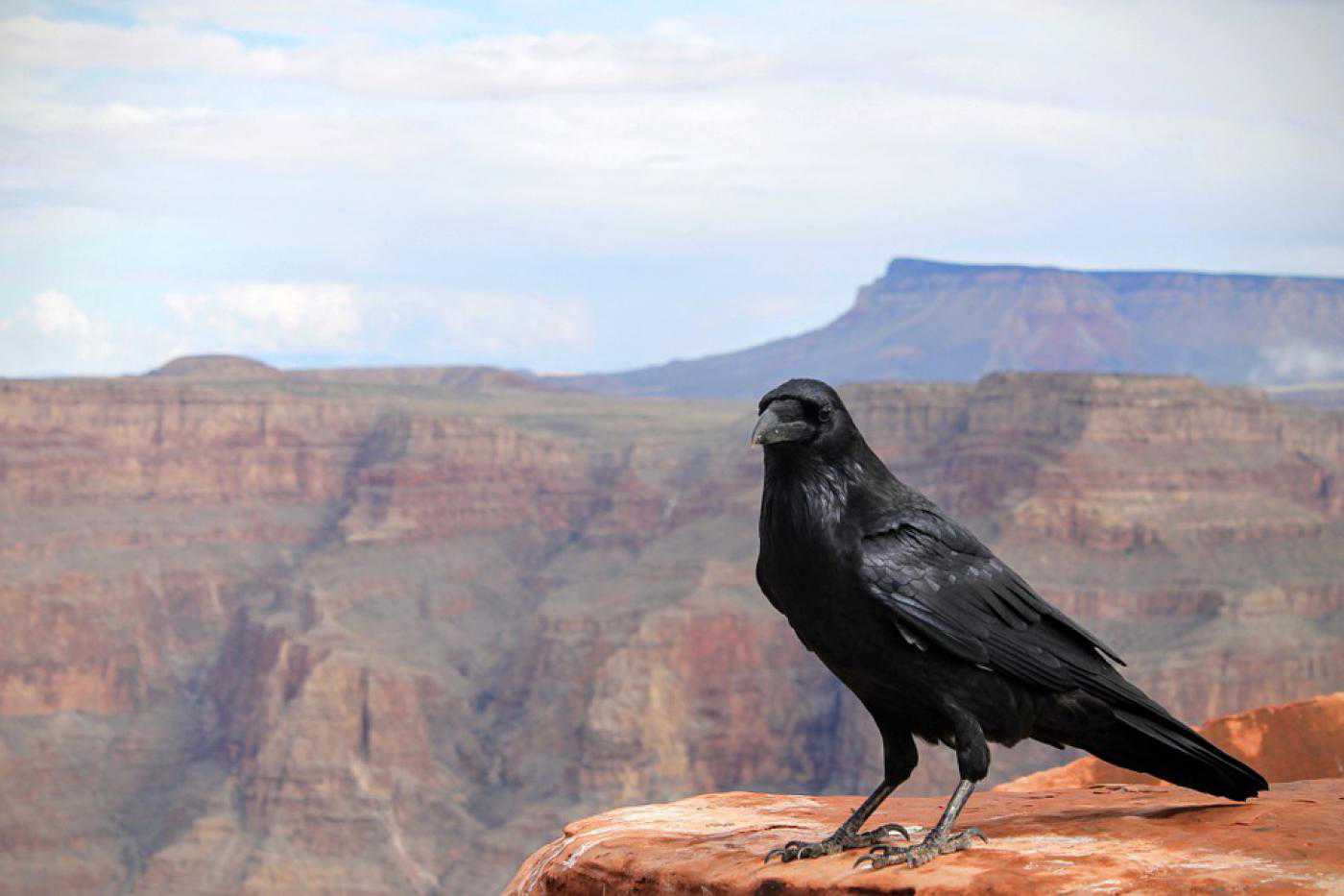 Wallpaper download: Animals Raven Crow Bird Grand HD
