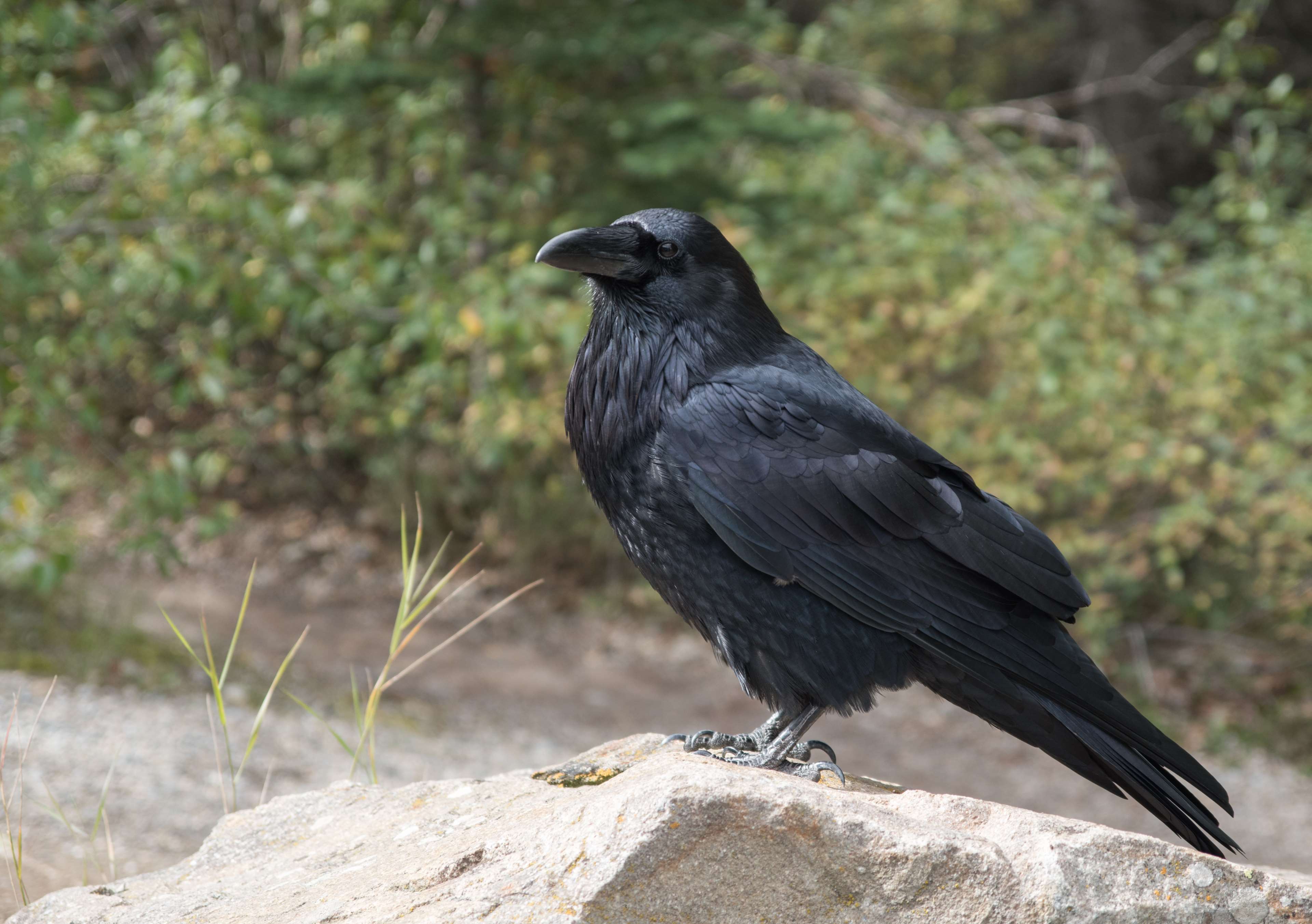 animal world, bird, black, crow, fly, raven, raven