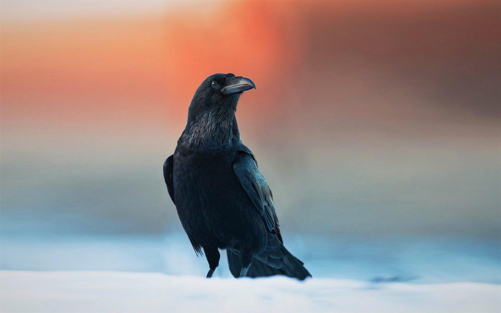 Raven in Winter Sunset HD Wallpaper