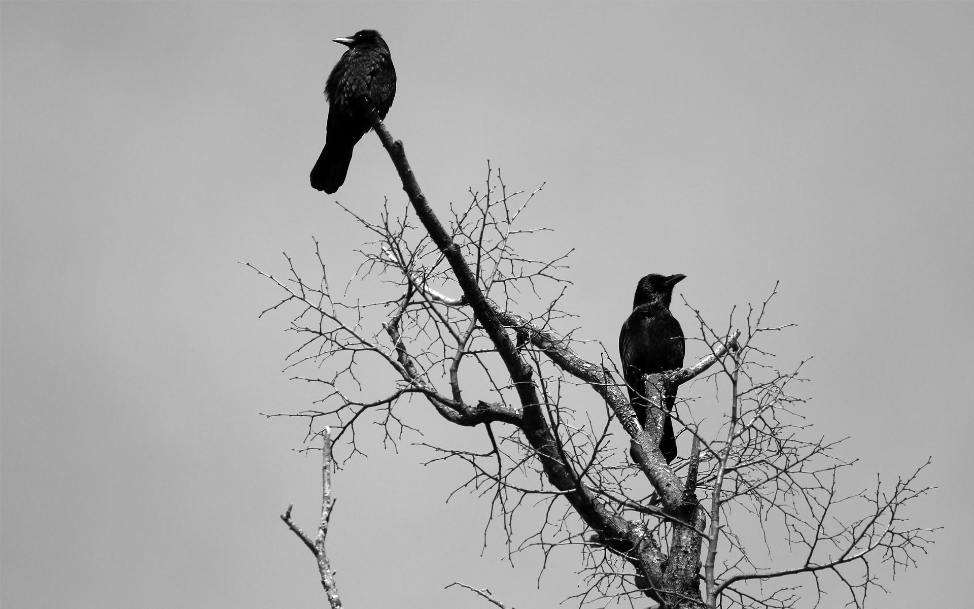 animals, Birds, Crows, Ravens, Gothic, Dark Wallpaper HD