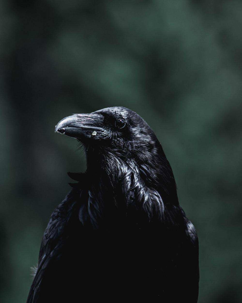 Crow Picture [HD]. Download Free Image
