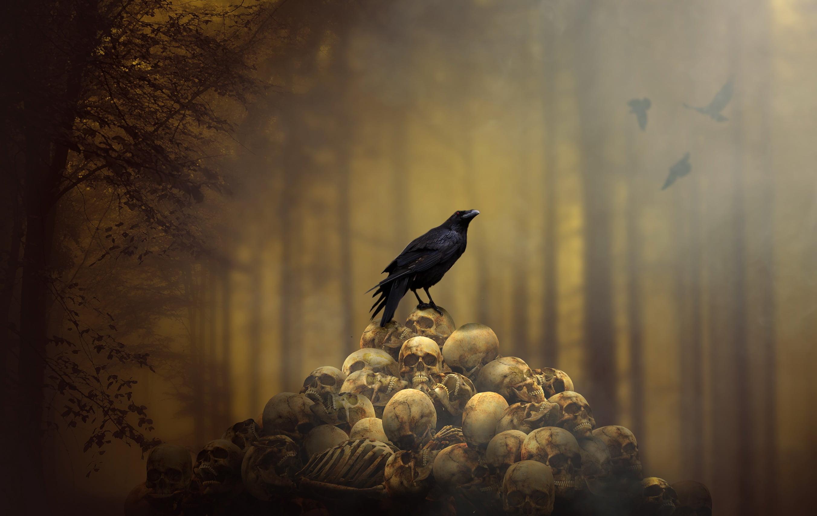 Rave perched on pile of human skull illustration, raven