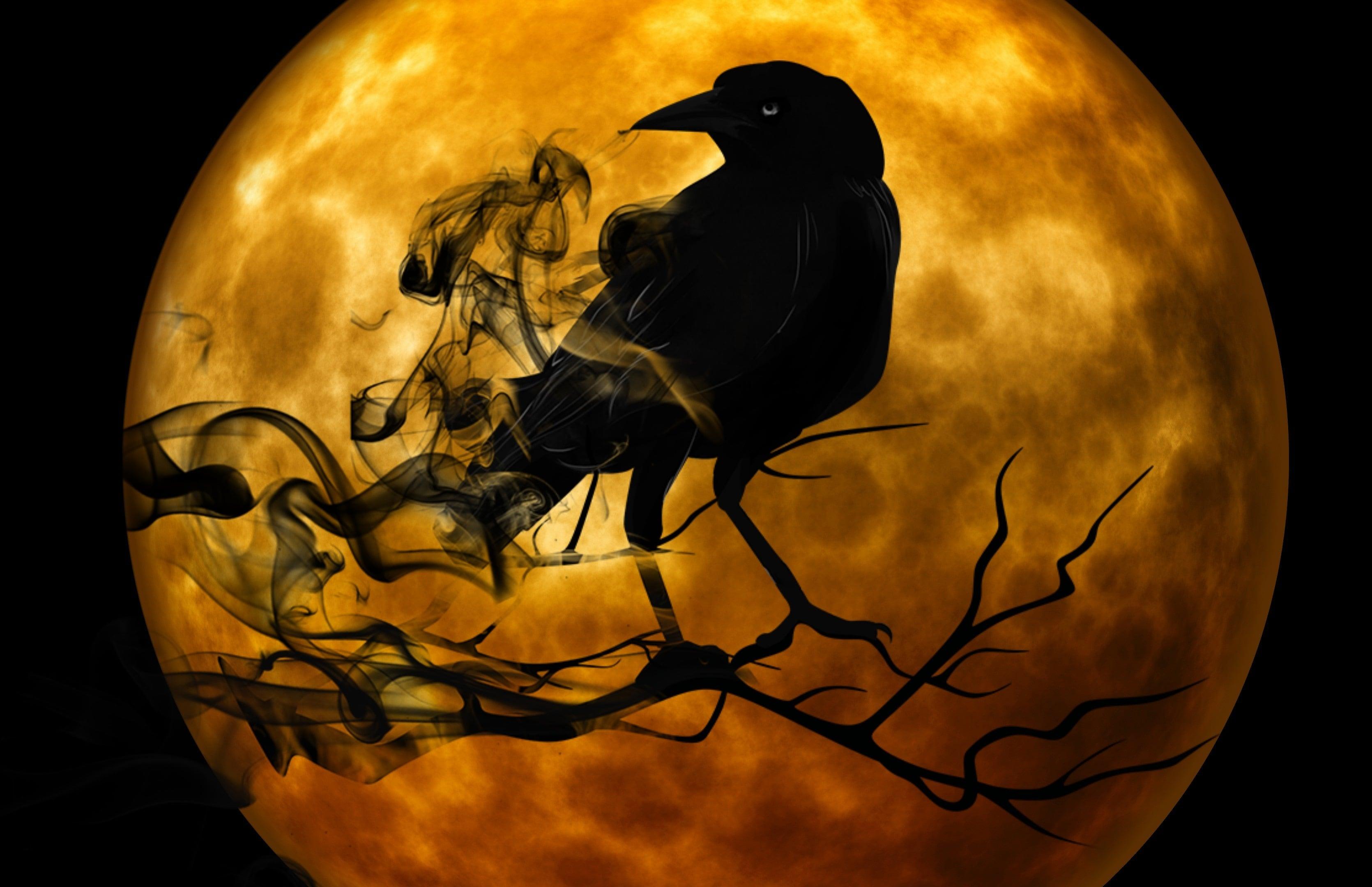 Raven Crow Night Creepy Darkness 3k Wallpaper
