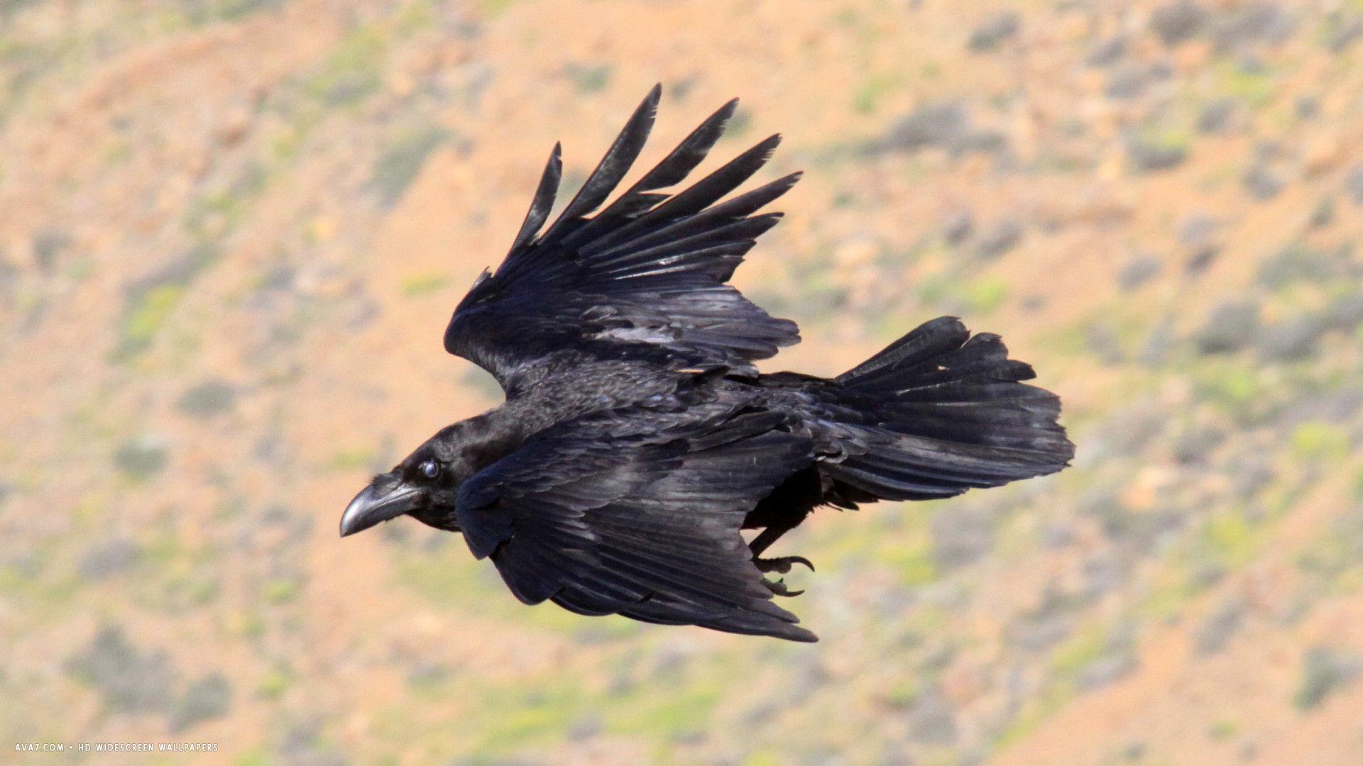 raven flight bird HD widescreen wallpaper / birds background